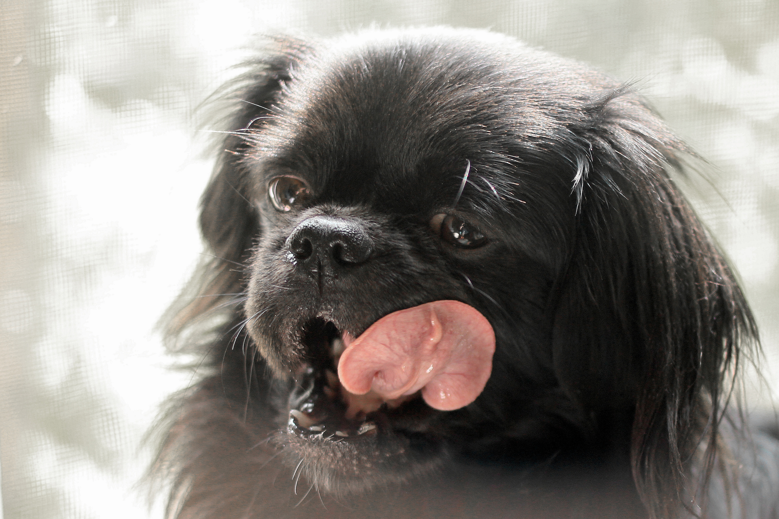 Baixe gratuitamente a imagem Animais, Cães, Cão na área de trabalho do seu PC