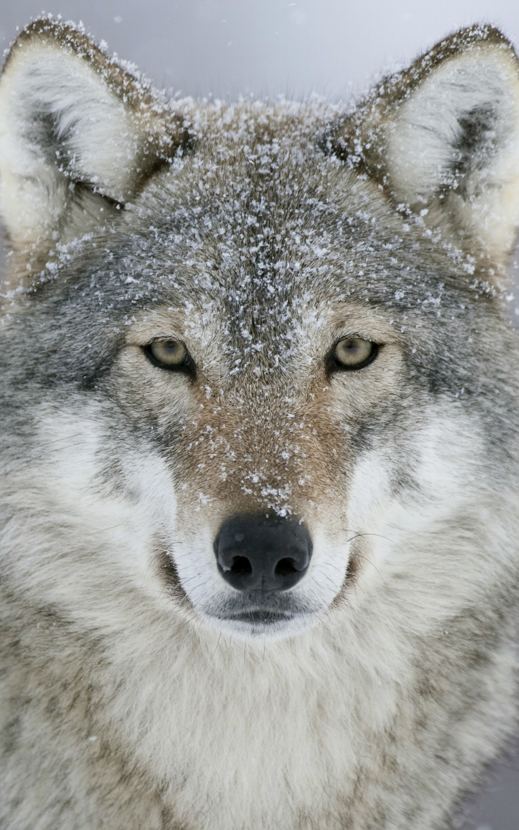 Скачать картинку Животные, Волки, Снег, Серый Волк в телефон бесплатно.