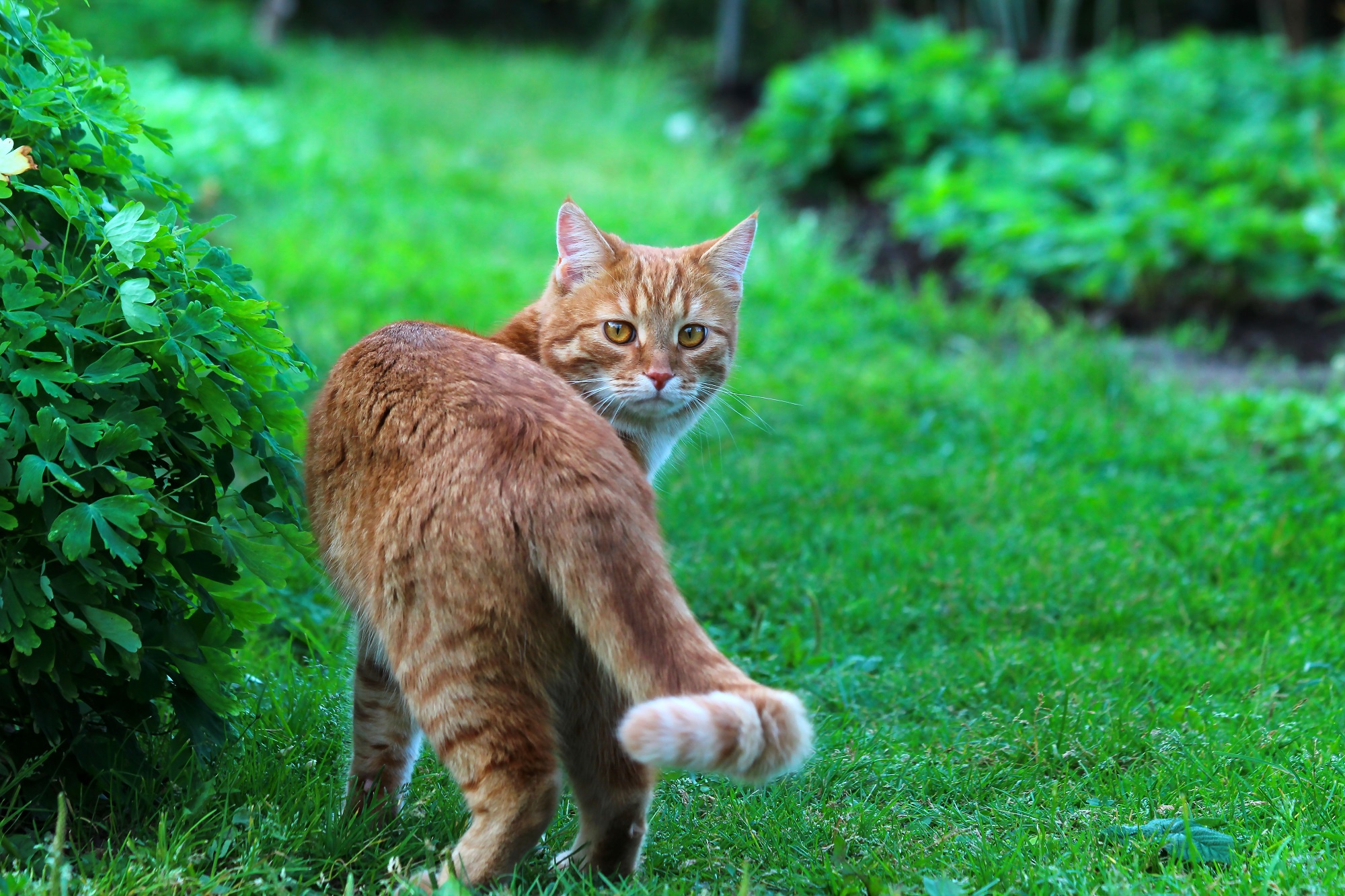 Laden Sie das Tiere, Katzen, Katze-Bild kostenlos auf Ihren PC-Desktop herunter