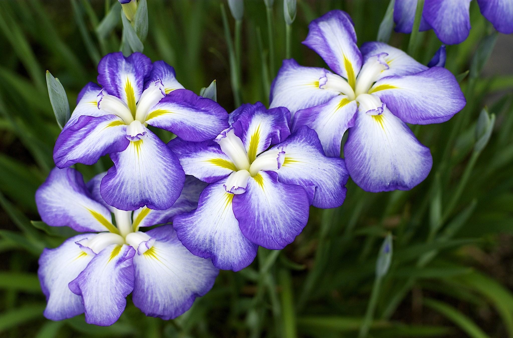 132405 descargar imagen flores, lirios, iris, cama de flores, parterre, bicolor, bicolores: fondos de pantalla y protectores de pantalla gratis