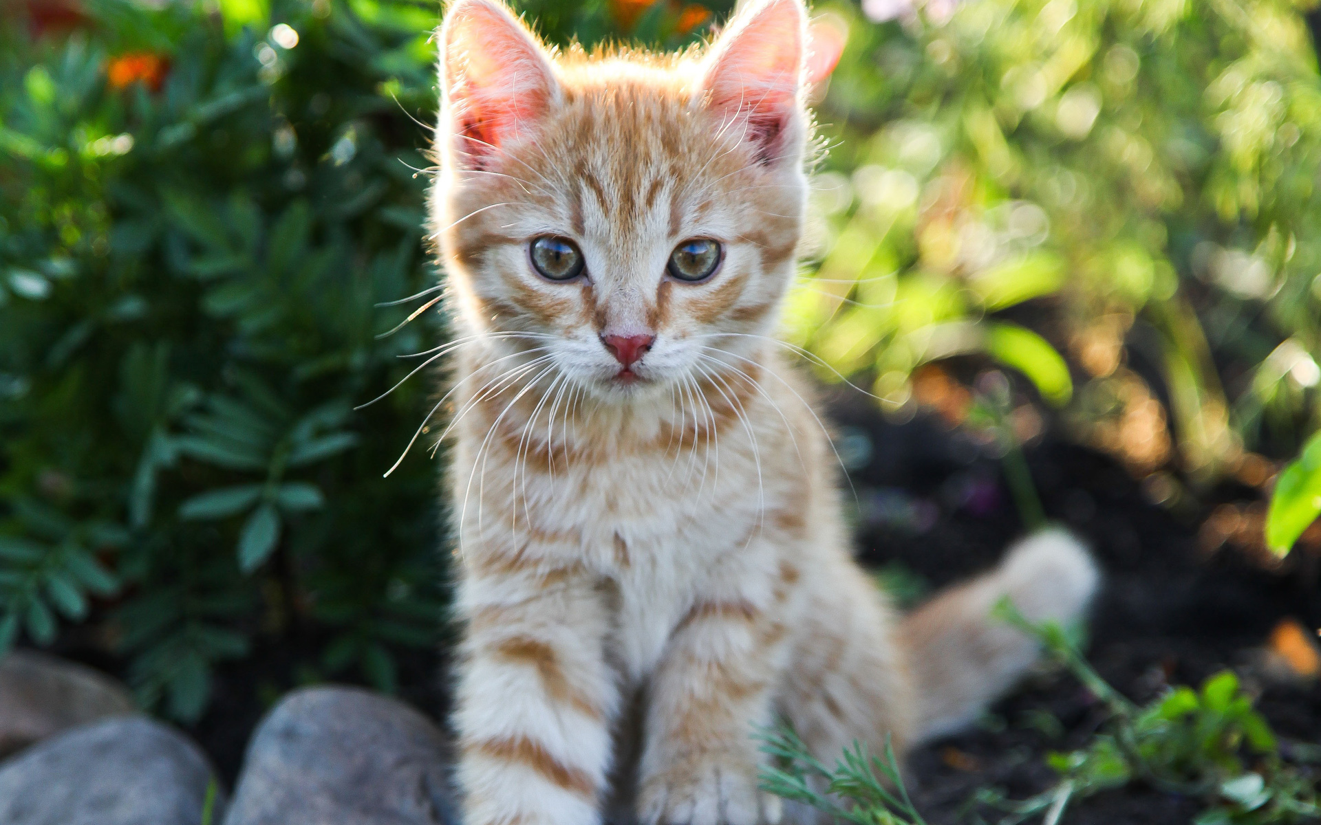 Laden Sie das Tiere, Katzen, Katze-Bild kostenlos auf Ihren PC-Desktop herunter