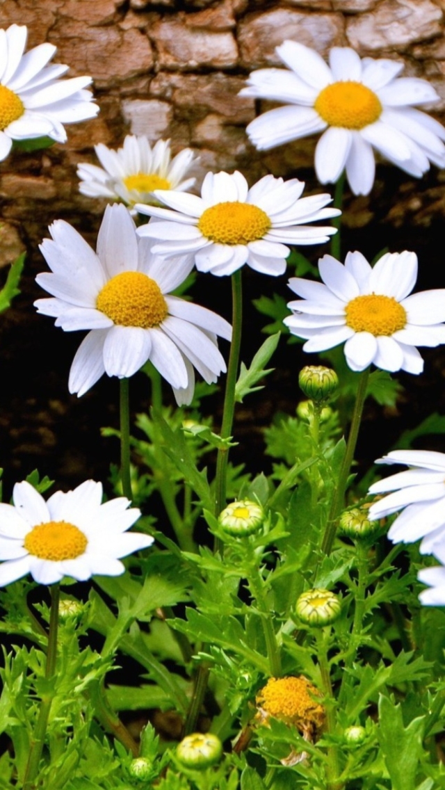 Download mobile wallpaper Flowers, Grass, Close Up, Earth, Spring, Daisy, White Flower for free.