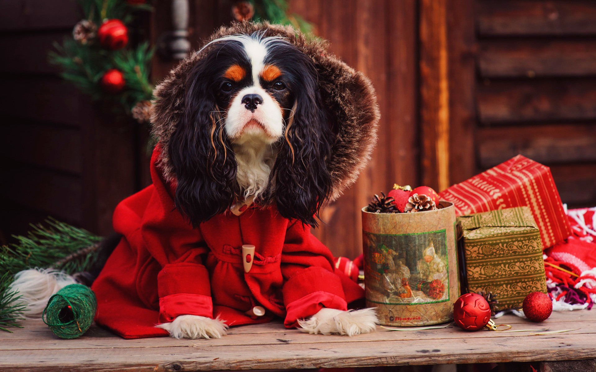 802184 descargar fondo de pantalla día festivo, navidad, adornos de navidad, perro, cavalier king charles spaniel, cachorro: protectores de pantalla e imágenes gratis