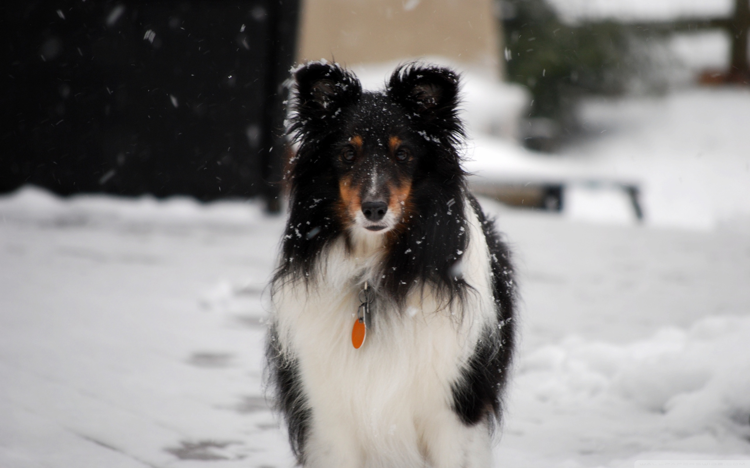 Handy-Wallpaper Tiere, Hunde, Hund kostenlos herunterladen.