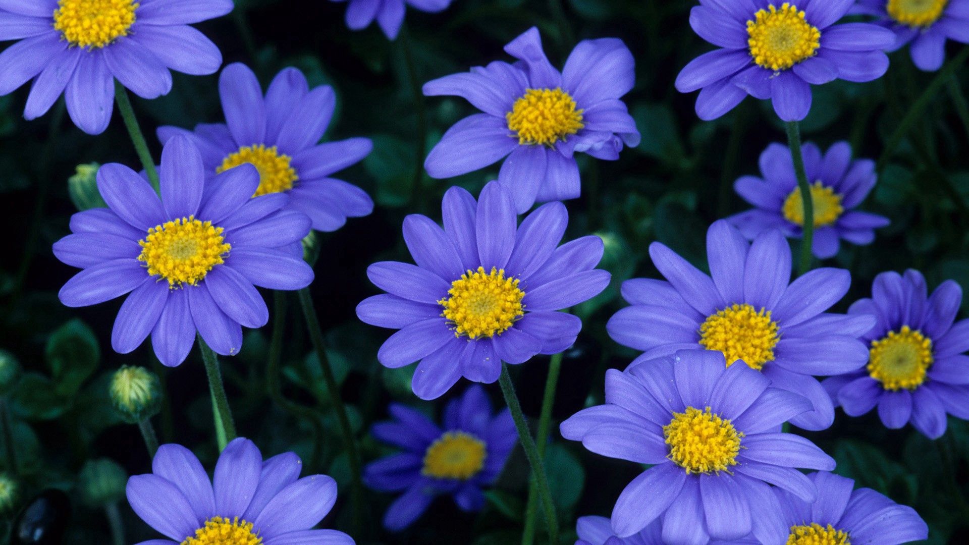 Free download wallpaper Flowers, Petals, Close Up, Pollen on your PC desktop