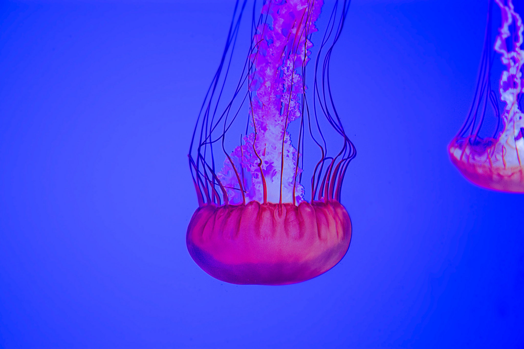 Free download wallpaper Jellyfish, Fishes, Animal, Underwater on your PC desktop