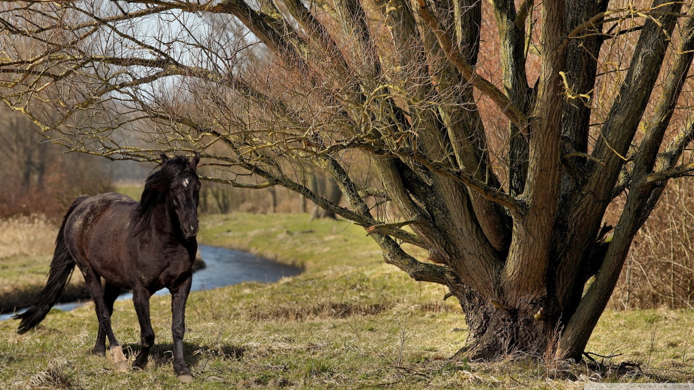 Téléchargez gratuitement l'image Animaux, Cheval sur le bureau de votre PC