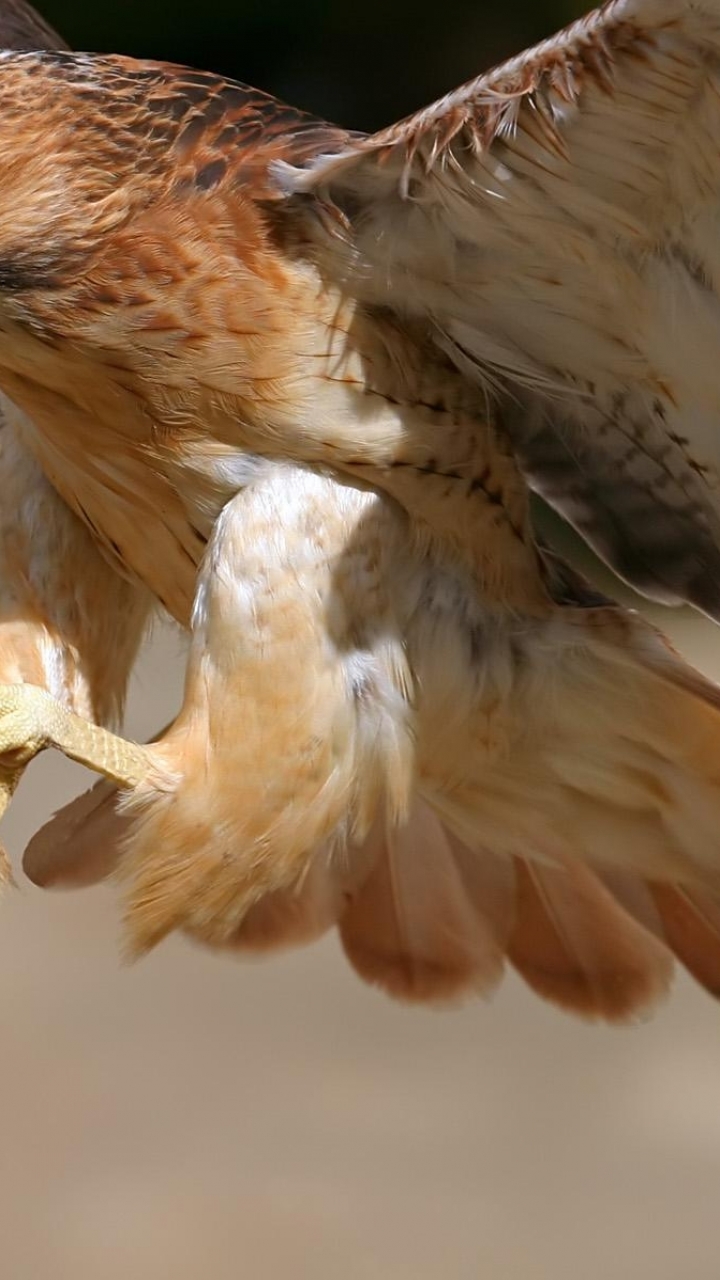 Download mobile wallpaper Birds, Bird, Animal, Red Tailed Hawk for free.