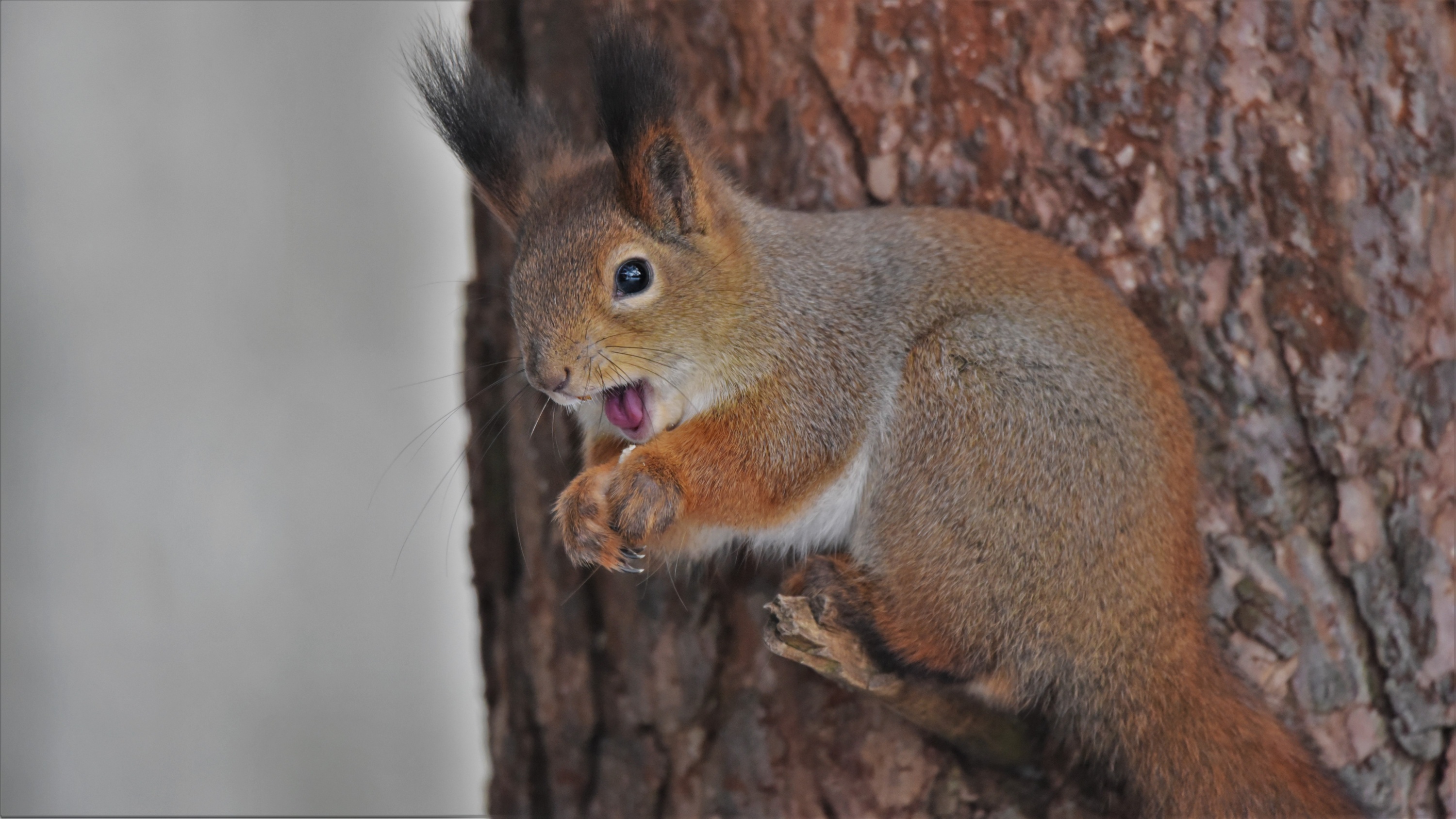 Free download wallpaper Squirrel, Animal, Rodent on your PC desktop