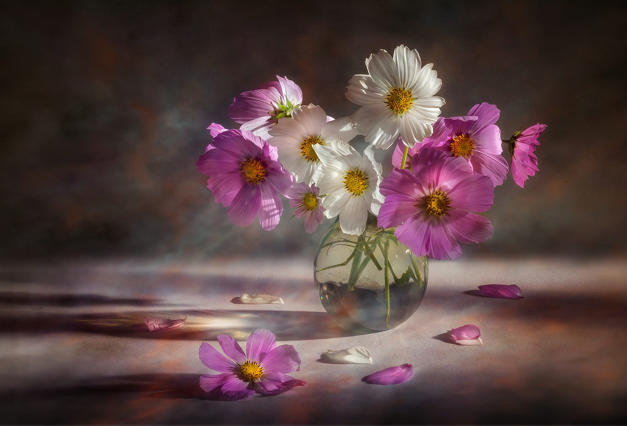 Free download wallpaper Still Life, Flower, Vase, Cosmos, Photography, White Flower, Pink Flower on your PC desktop