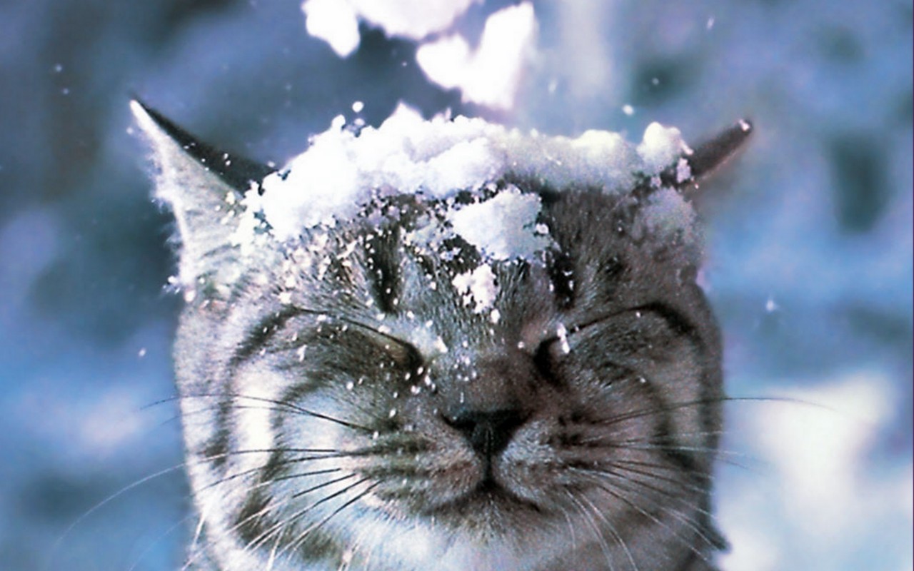 funny, kitten, cute, snow, cat, animal