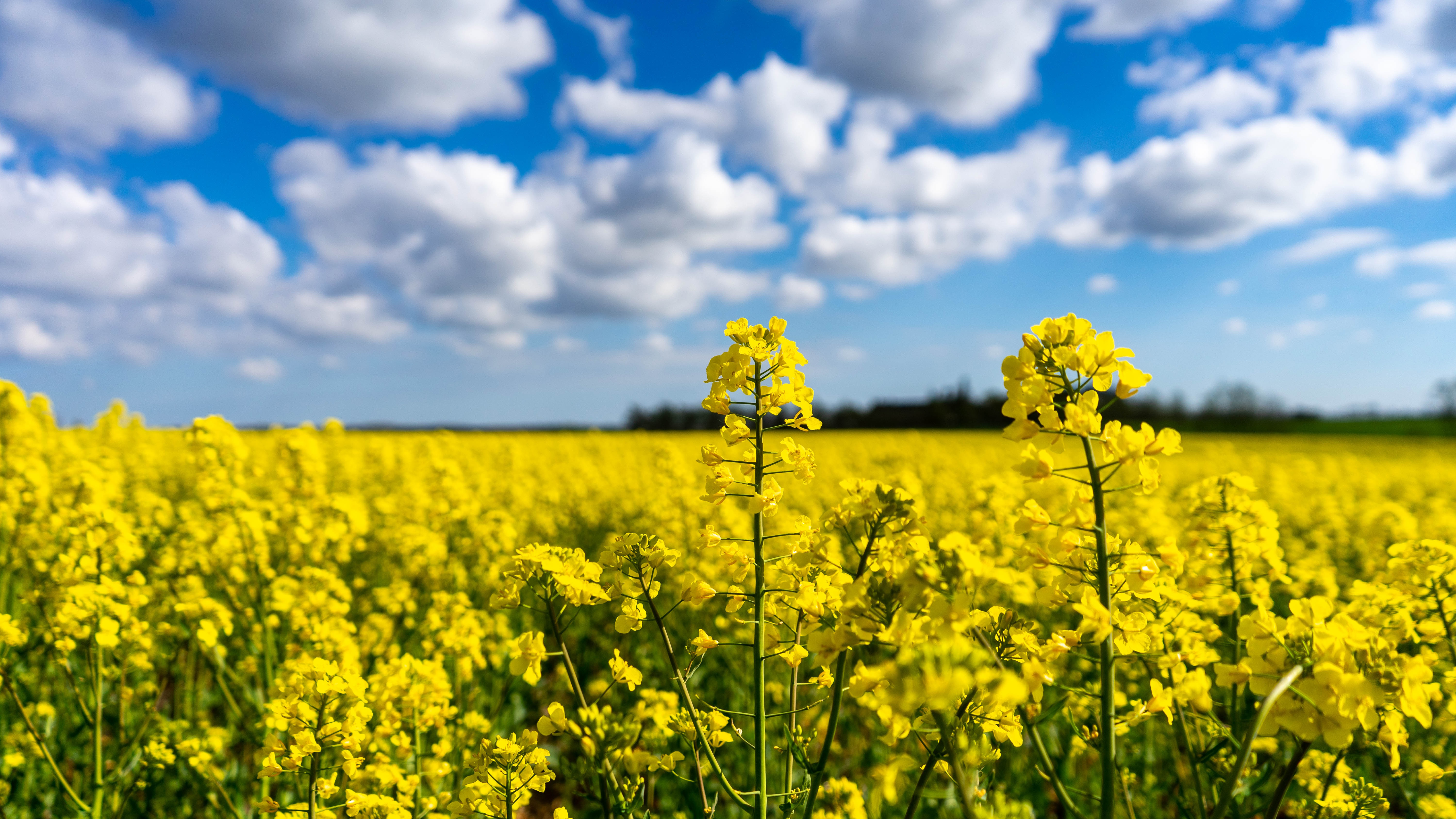 Free download wallpaper Earth, Yellow Flower, Rapeseed on your PC desktop
