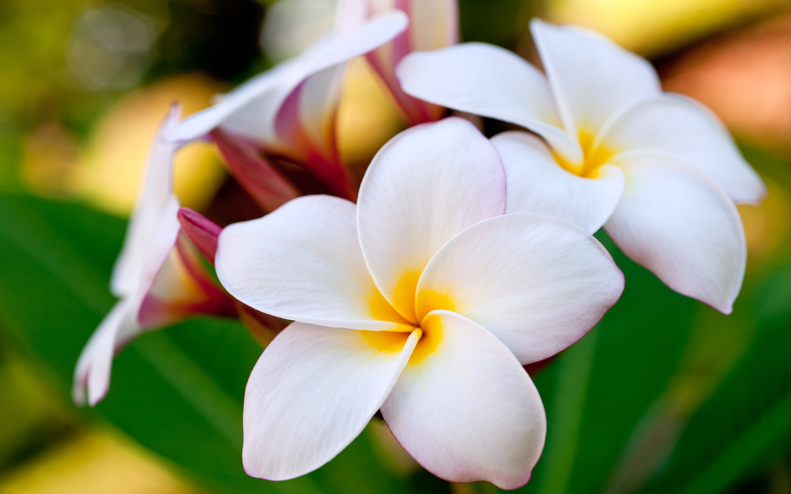 244903 baixar papel de parede terra/natureza, frangipani, flor, branco, flores - protetores de tela e imagens gratuitamente