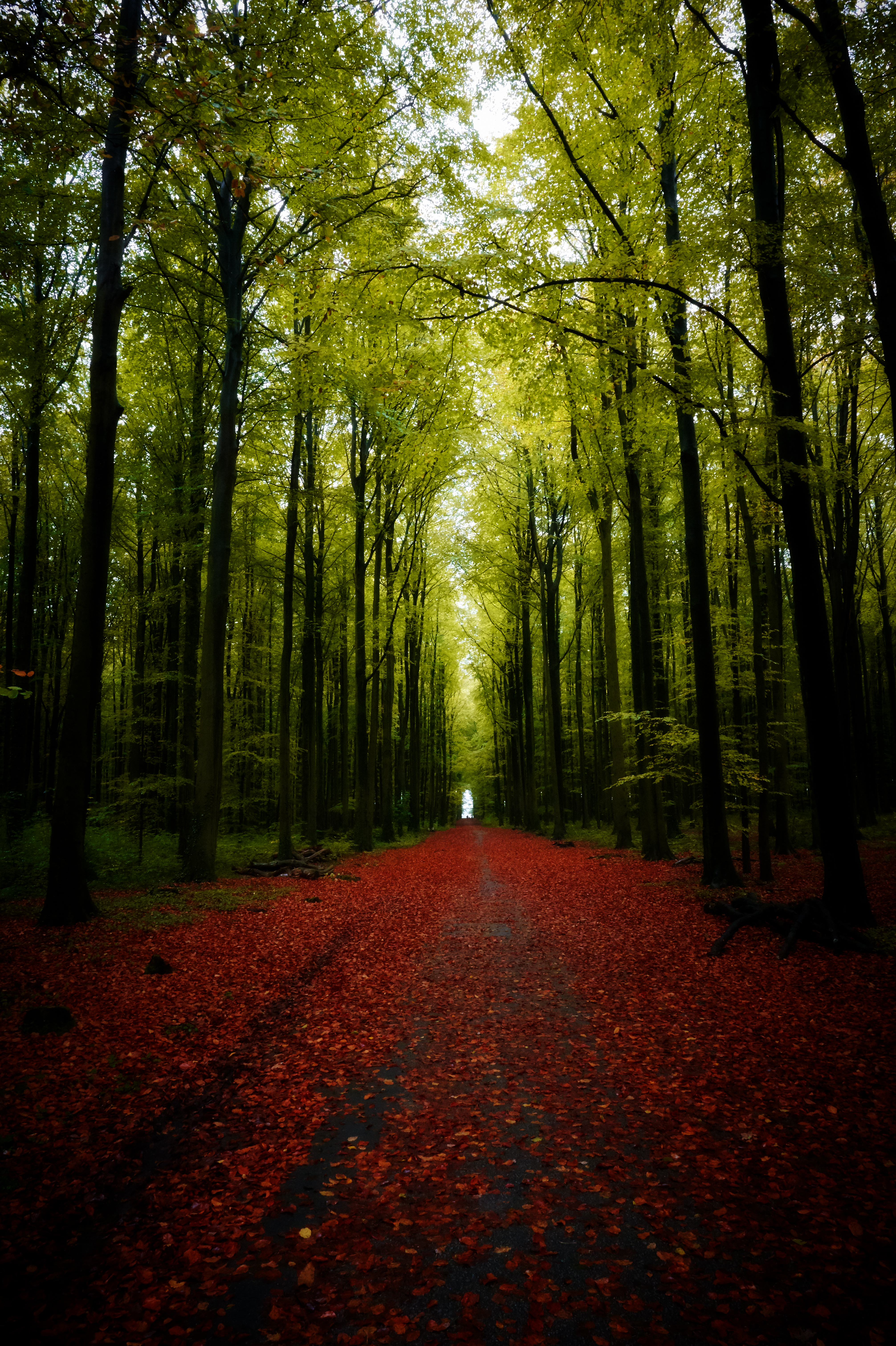 Descarga gratis la imagen Naturaleza, Árboles, Camino, Bosque en el escritorio de tu PC