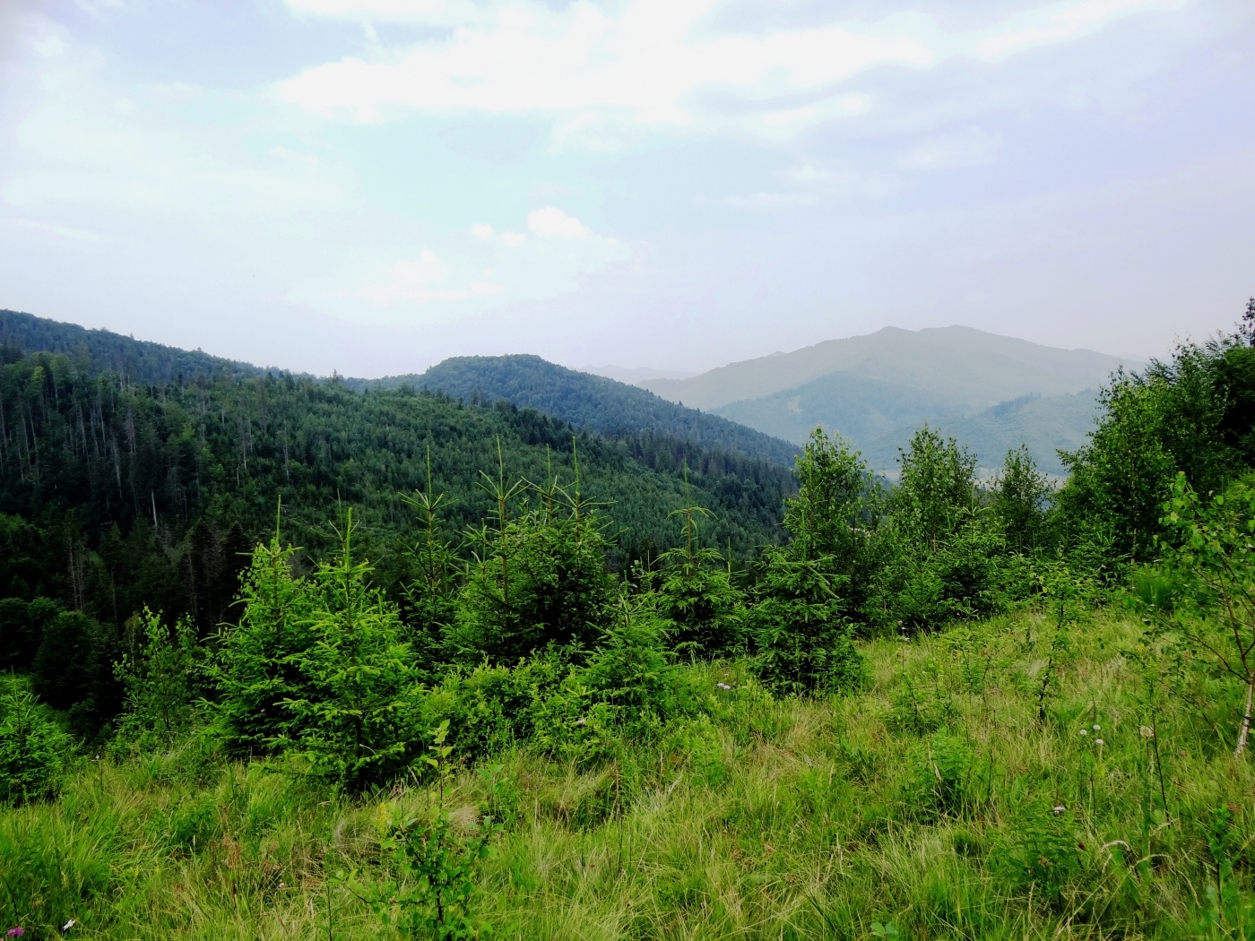 fir trees, landscape, trees 4K