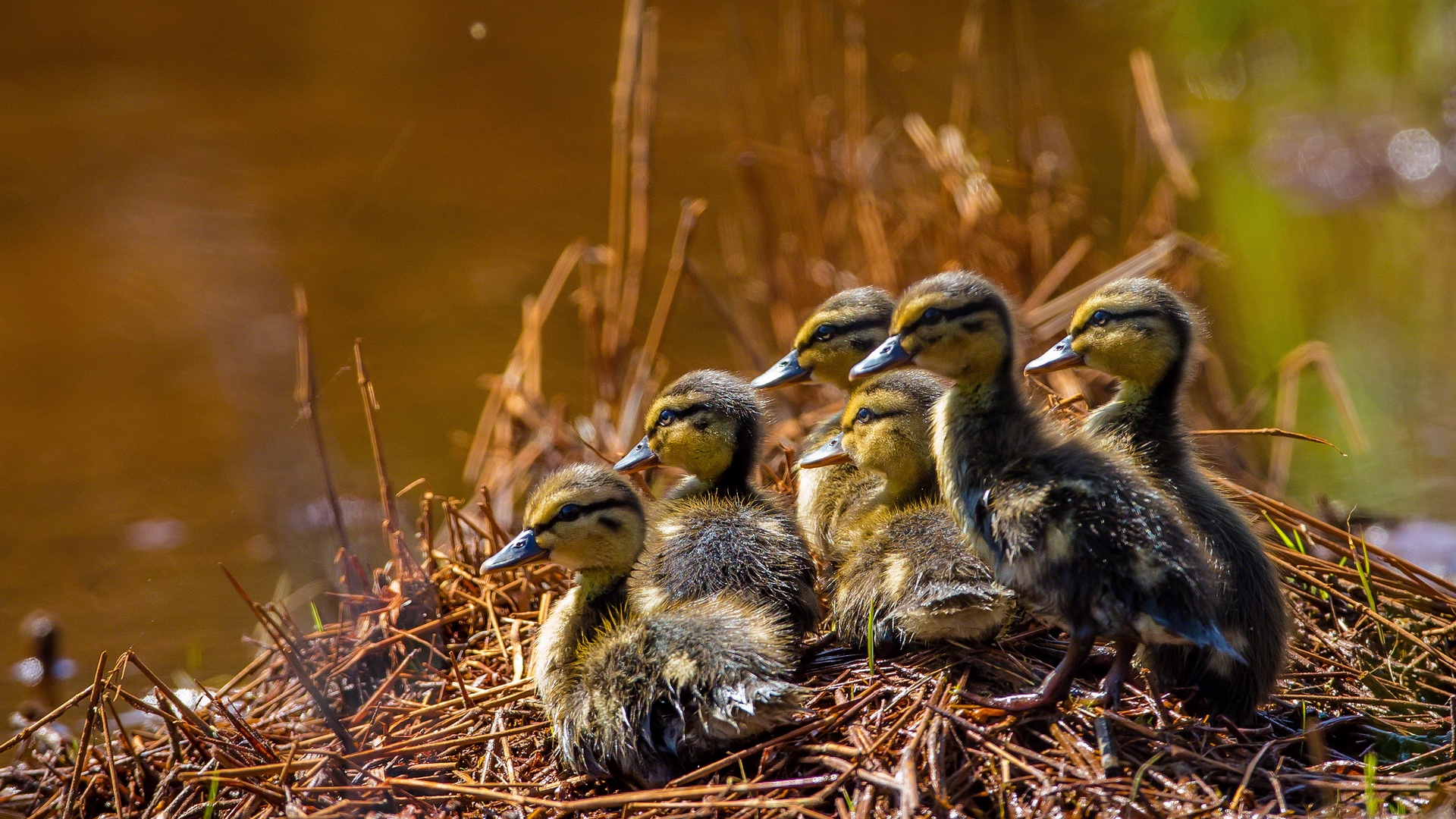 Free download wallpaper Birds, Animal, Duck on your PC desktop