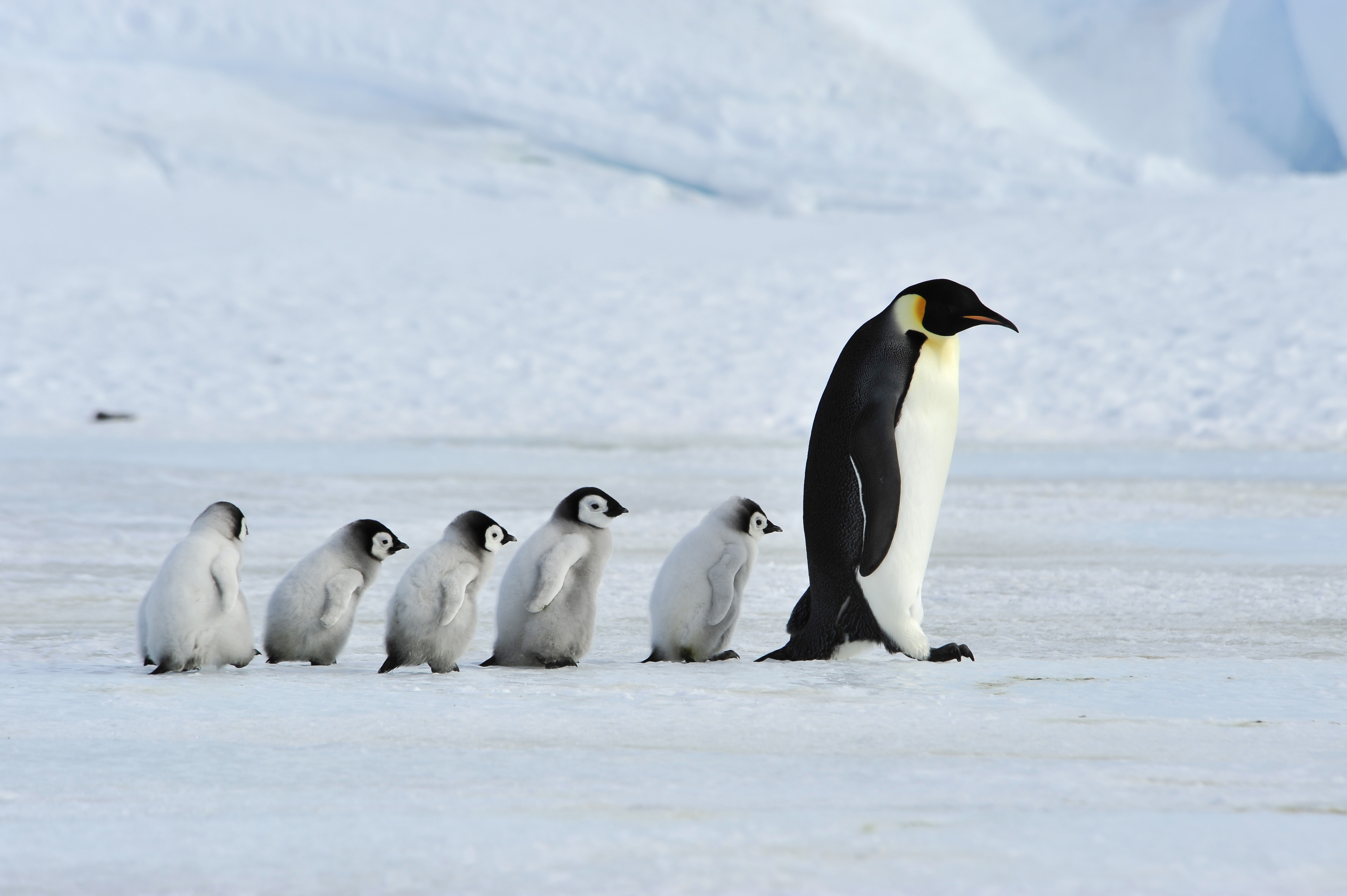 penguin, animal, baby animal, chick, birds