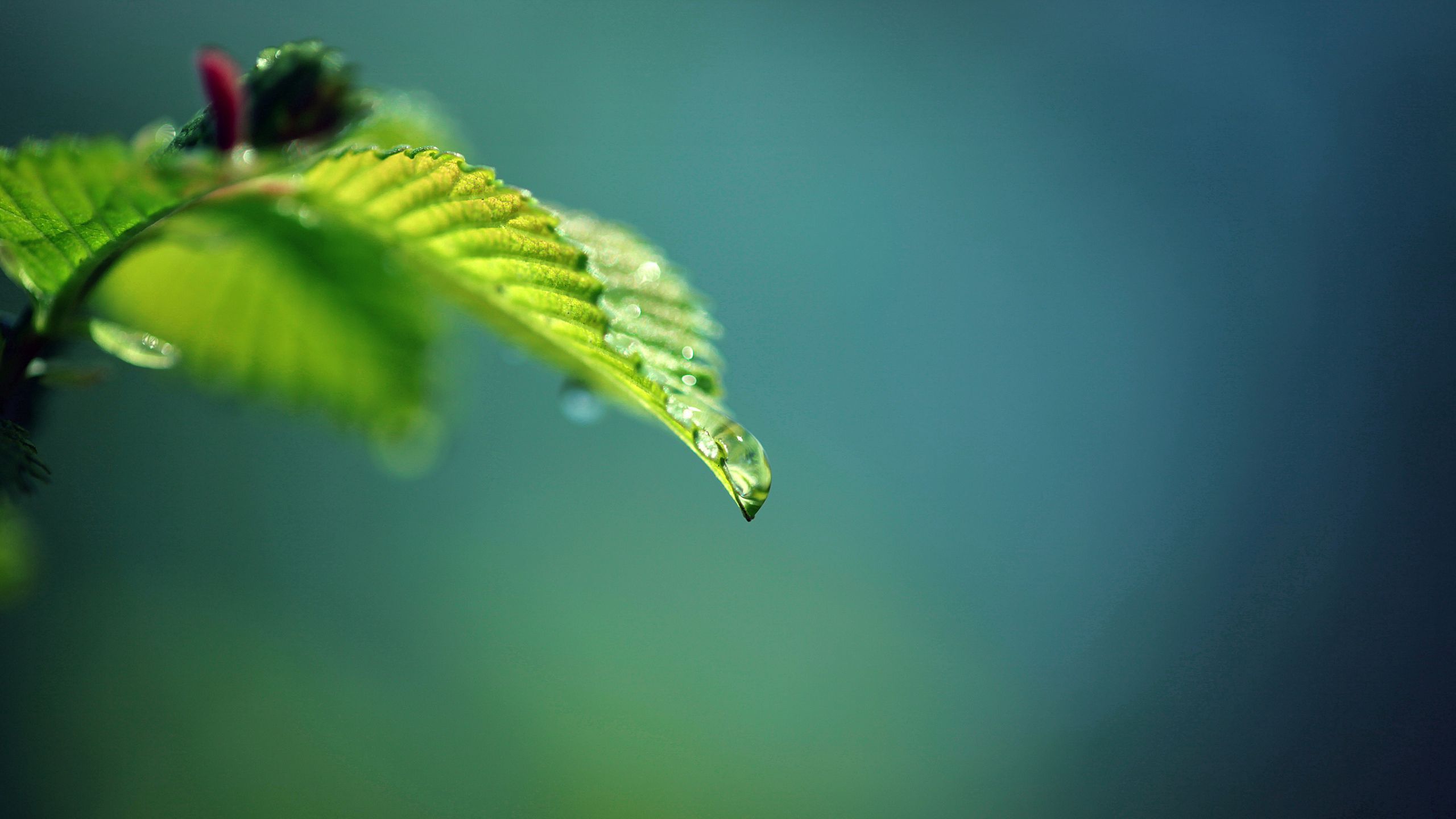 Free download wallpaper Leaves, Macro, Blur, Smooth, Branch, Background on your PC desktop