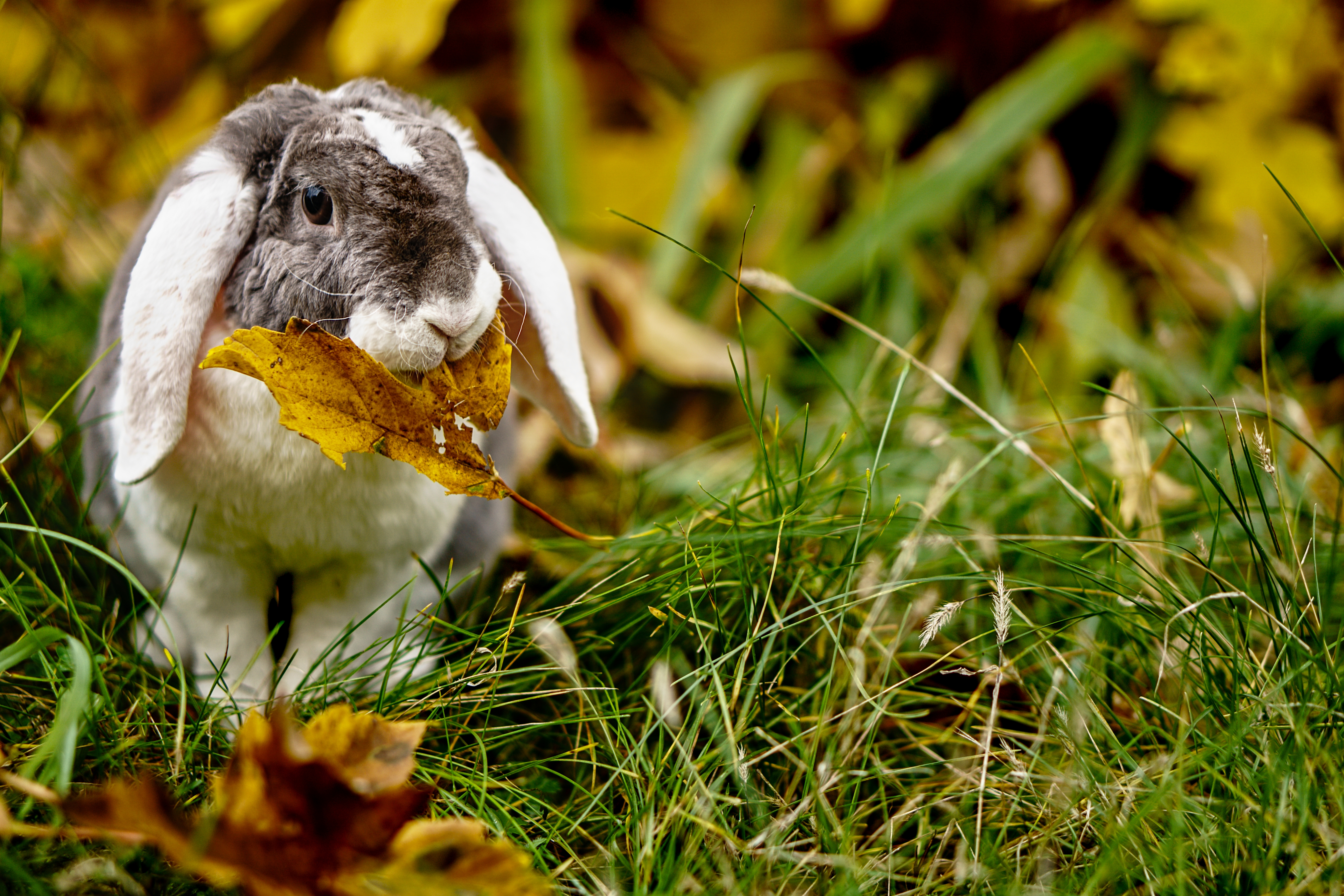 Download mobile wallpaper Grass, Sweetheart, Animal, Nice, Animals, Leaflet, Rabbit for free.