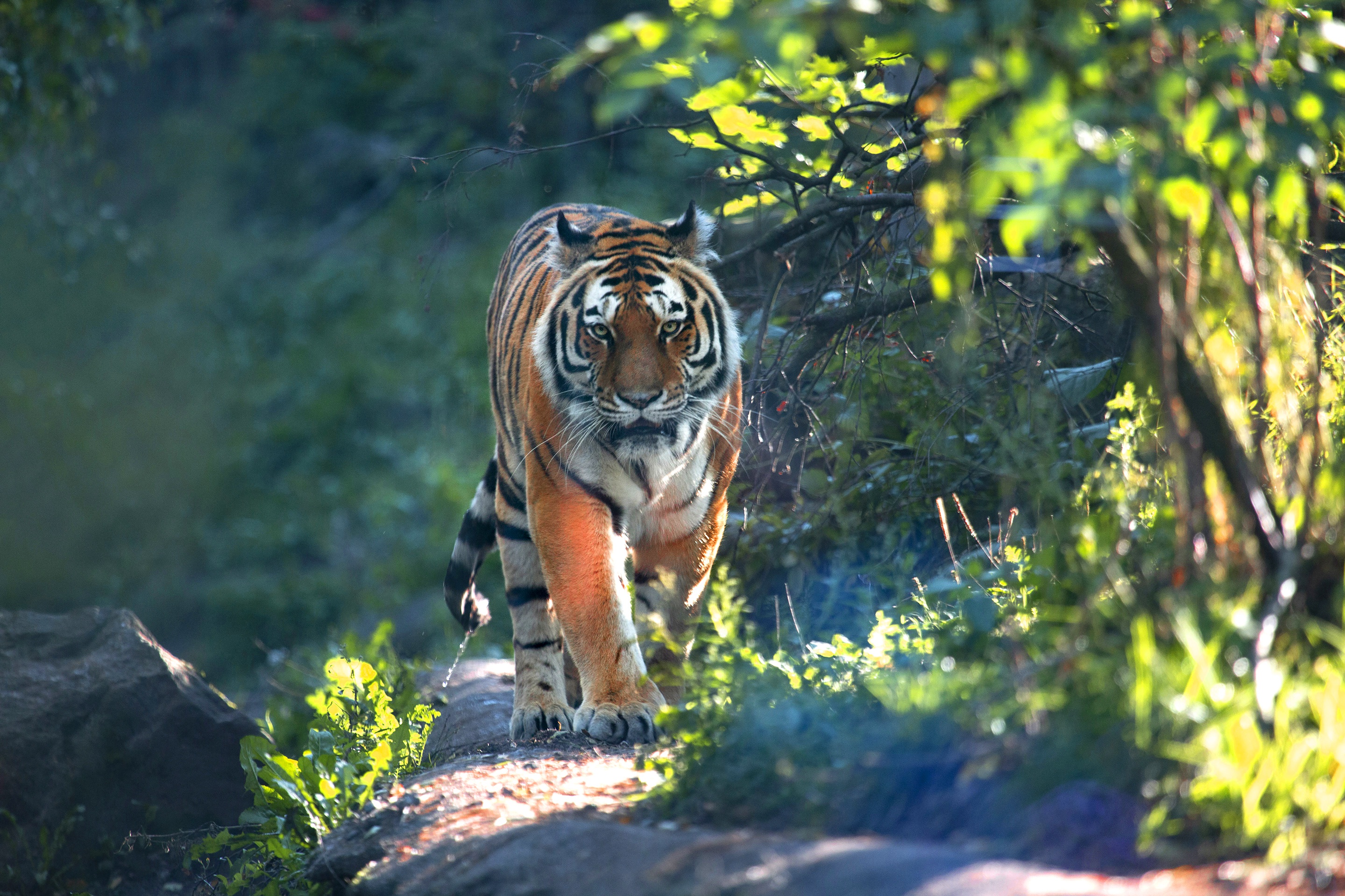 Descarga gratuita de fondo de pantalla para móvil de Animales, Gatos, Tigre.