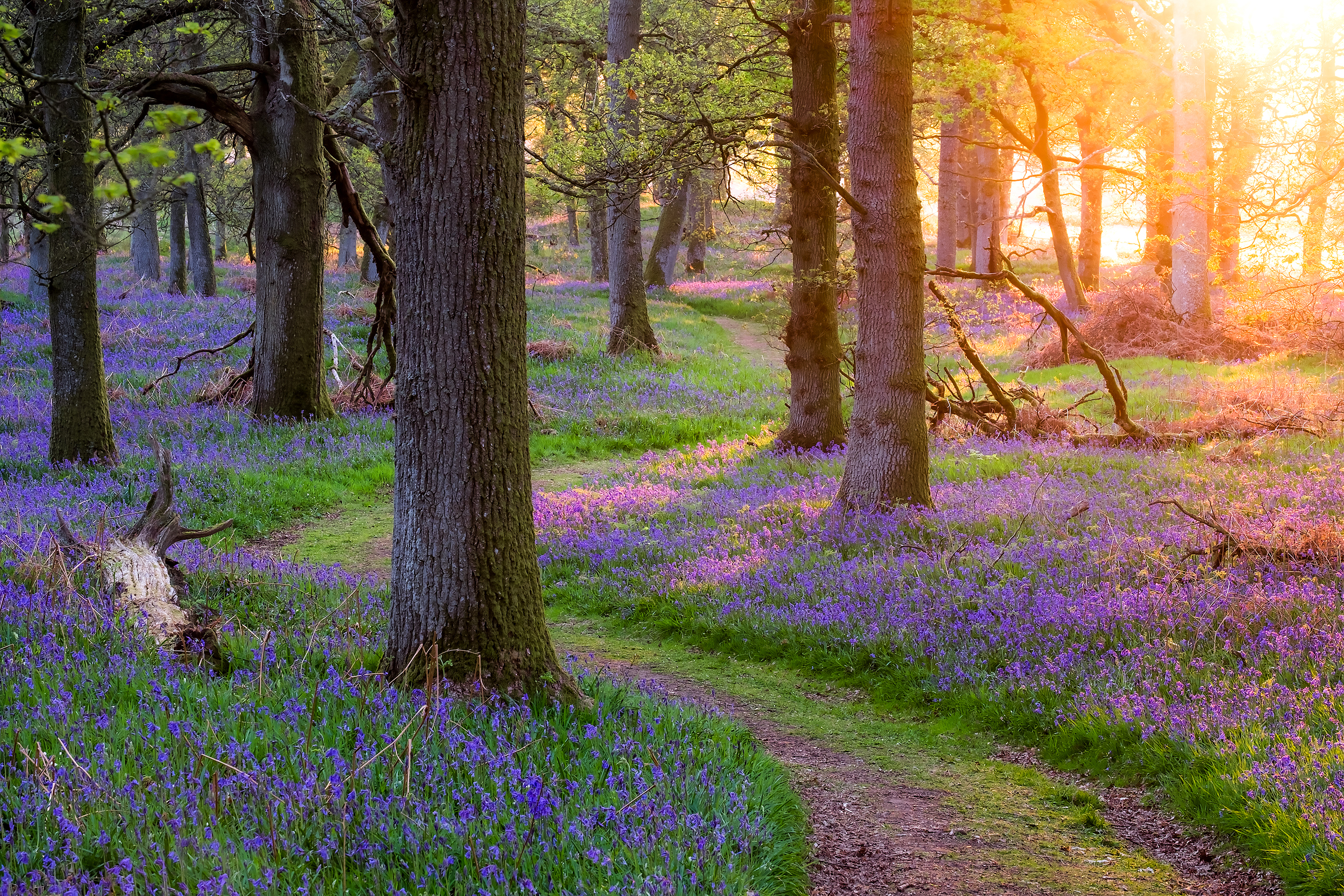 Téléchargez des papiers peints mobile Fleur, Forêt, Chemin, Ensoleillé, Fleur Mauve, La Nature, Terre/nature gratuitement.