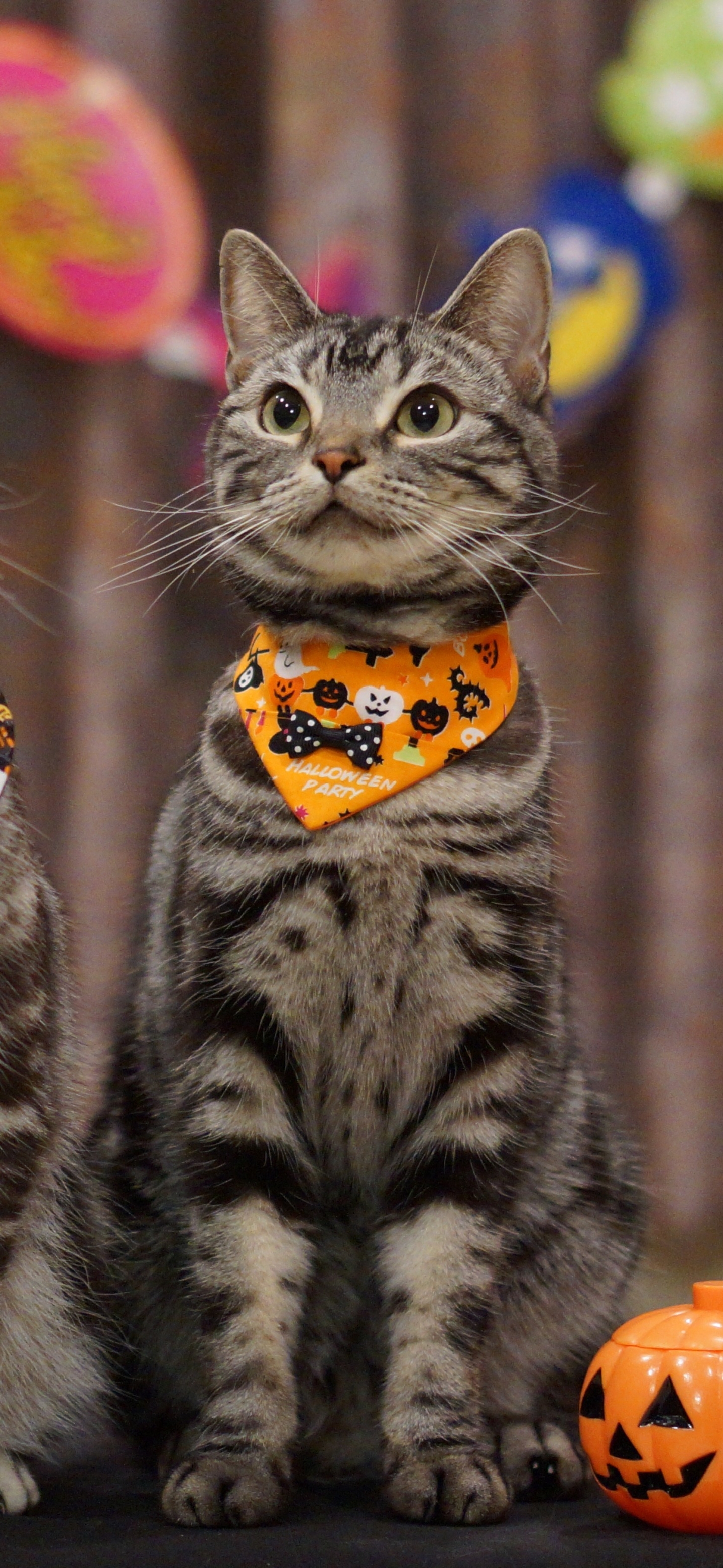 Download mobile wallpaper Halloween, Cat, Holiday for free.