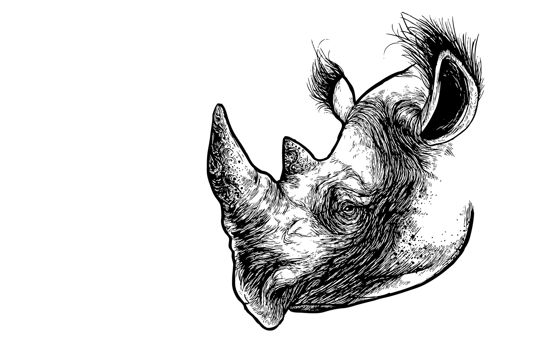 Скачать обои бесплатно Животные, Носорог картинка на рабочий стол ПК