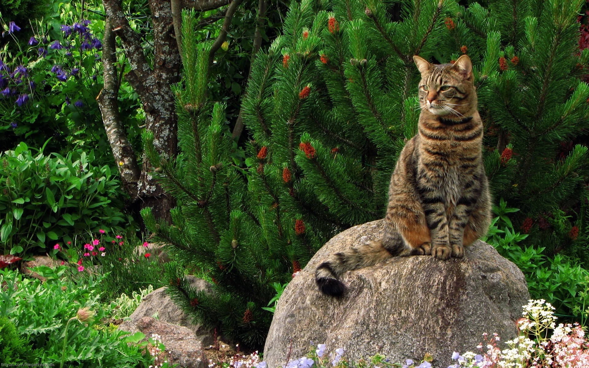 263376 descargar fondo de pantalla animales, gato, planta, gatos: protectores de pantalla e imágenes gratis