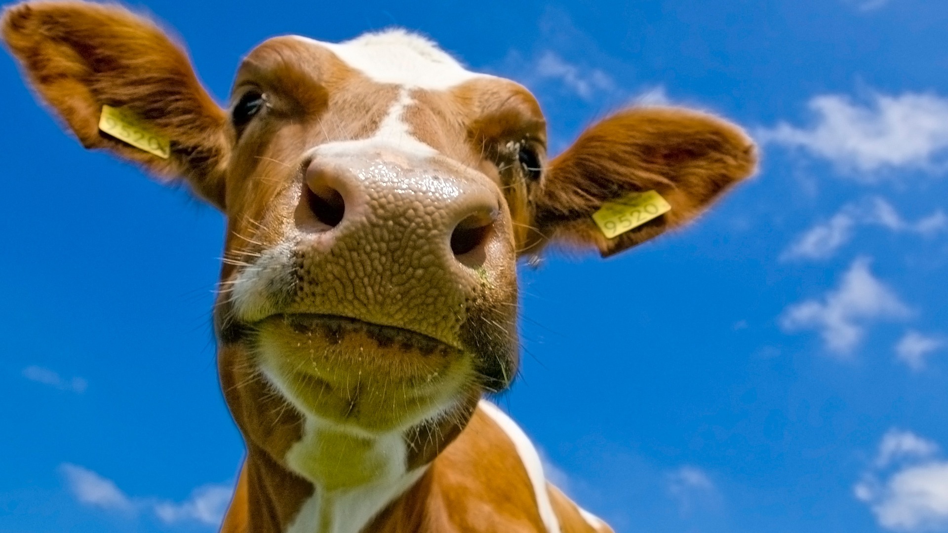 184701 descargar fondo de pantalla animales, vaca: protectores de pantalla e imágenes gratis