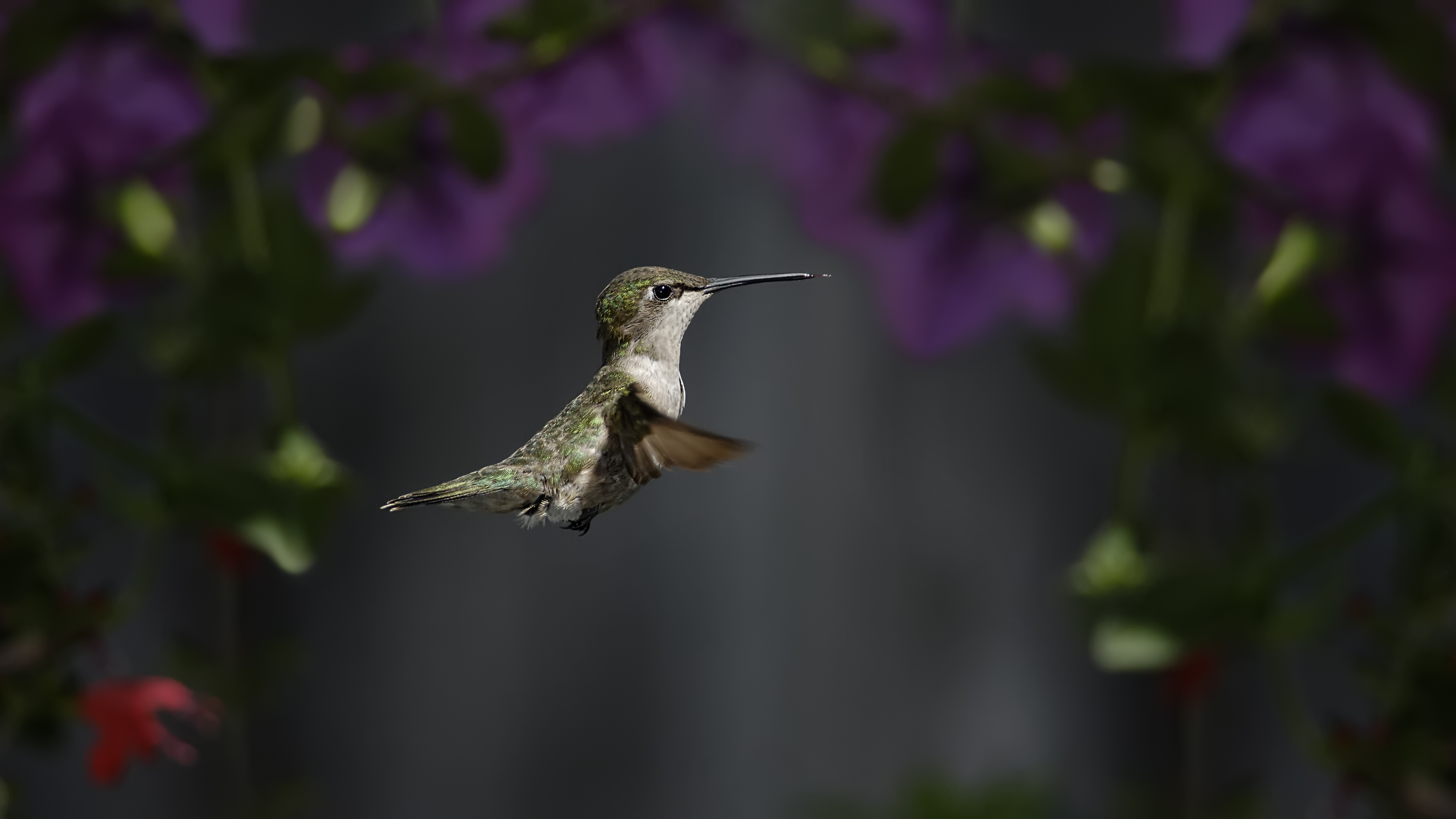 Download mobile wallpaper Birds, Flower, Bird, Animal, Hummingbird for free.