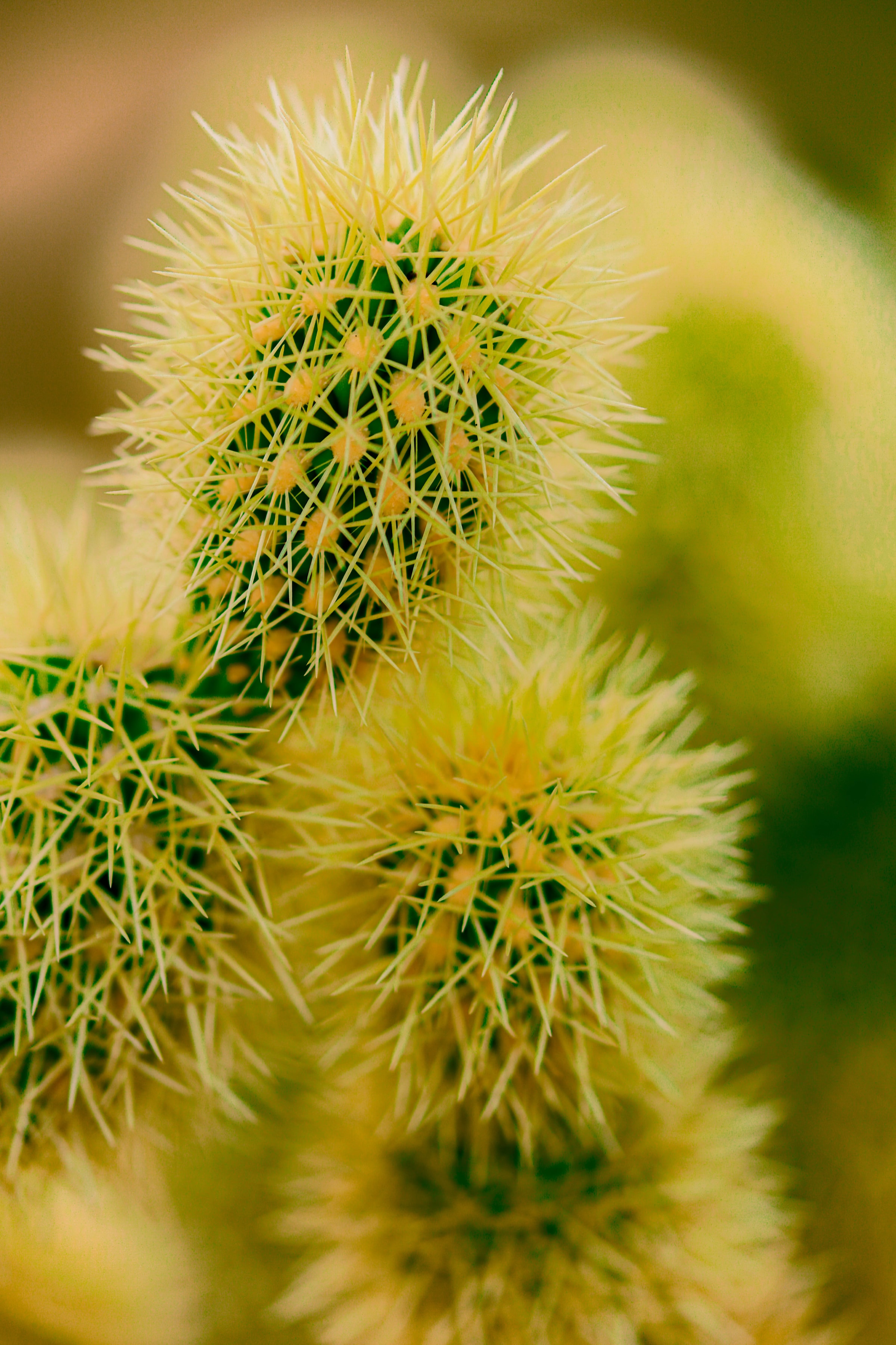 plant, macro, barbed, spiny, cactus, thorns, prickles