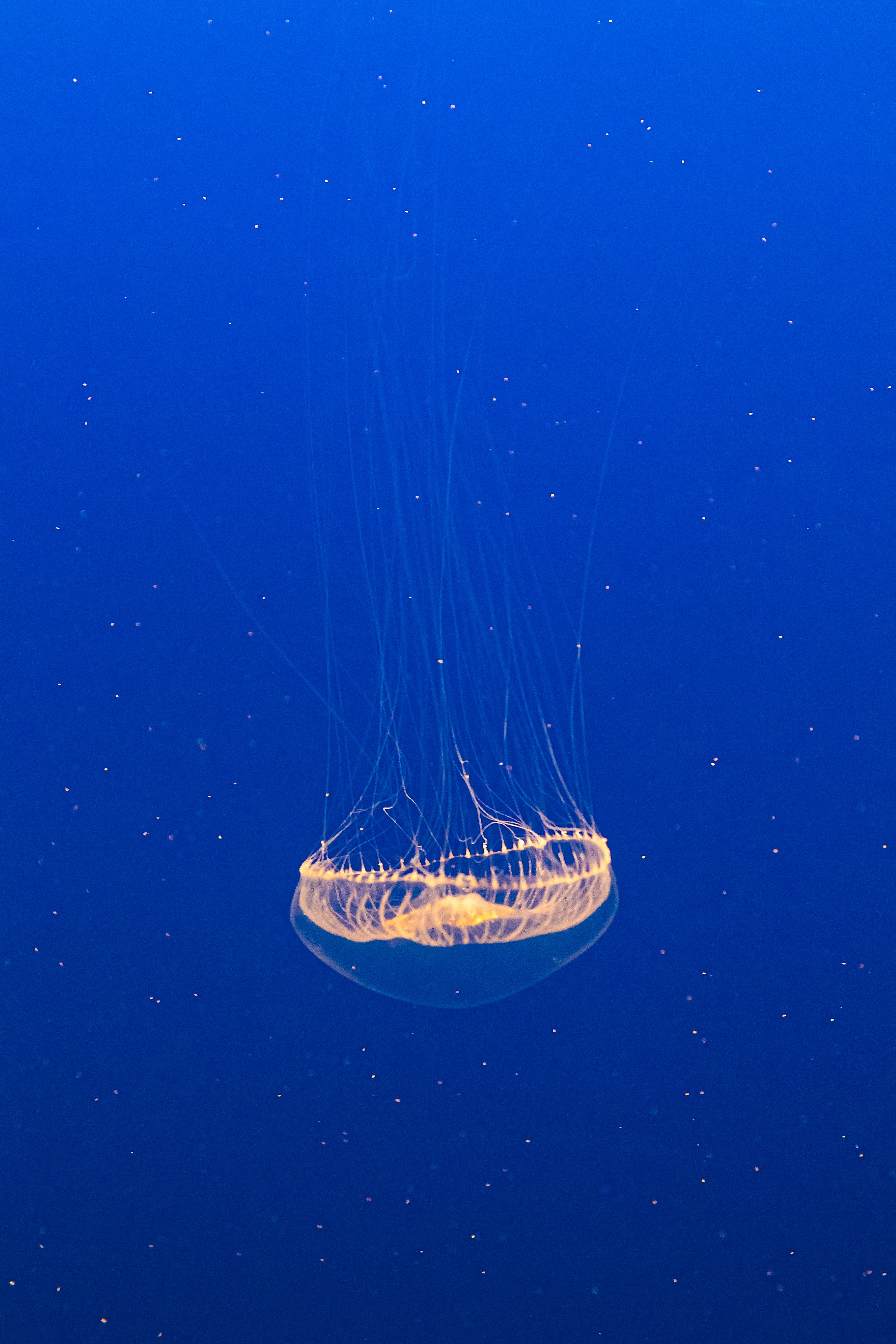 jellyfish, under water, transparent, animals, water, underwater mobile wallpaper