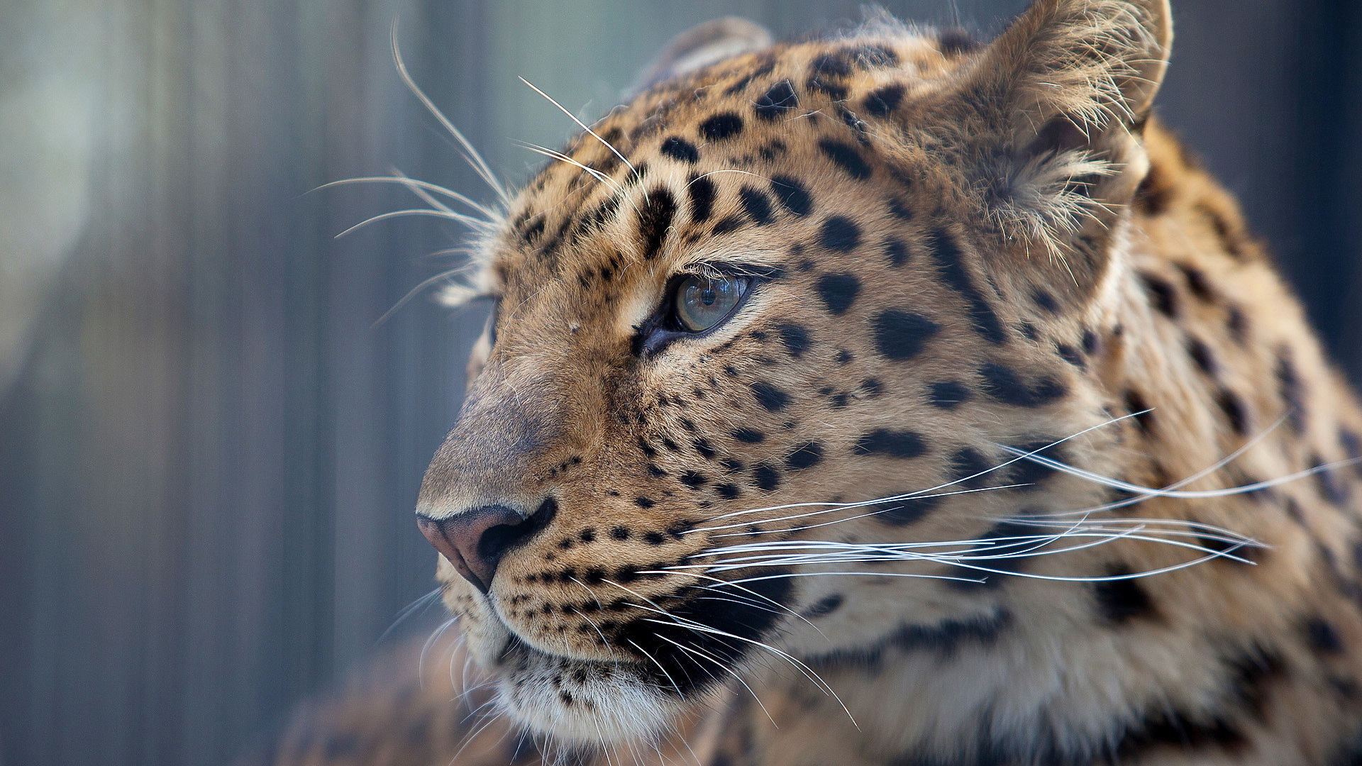 Descarga gratuita de fondo de pantalla para móvil de Leopardo, Gatos, Animales.