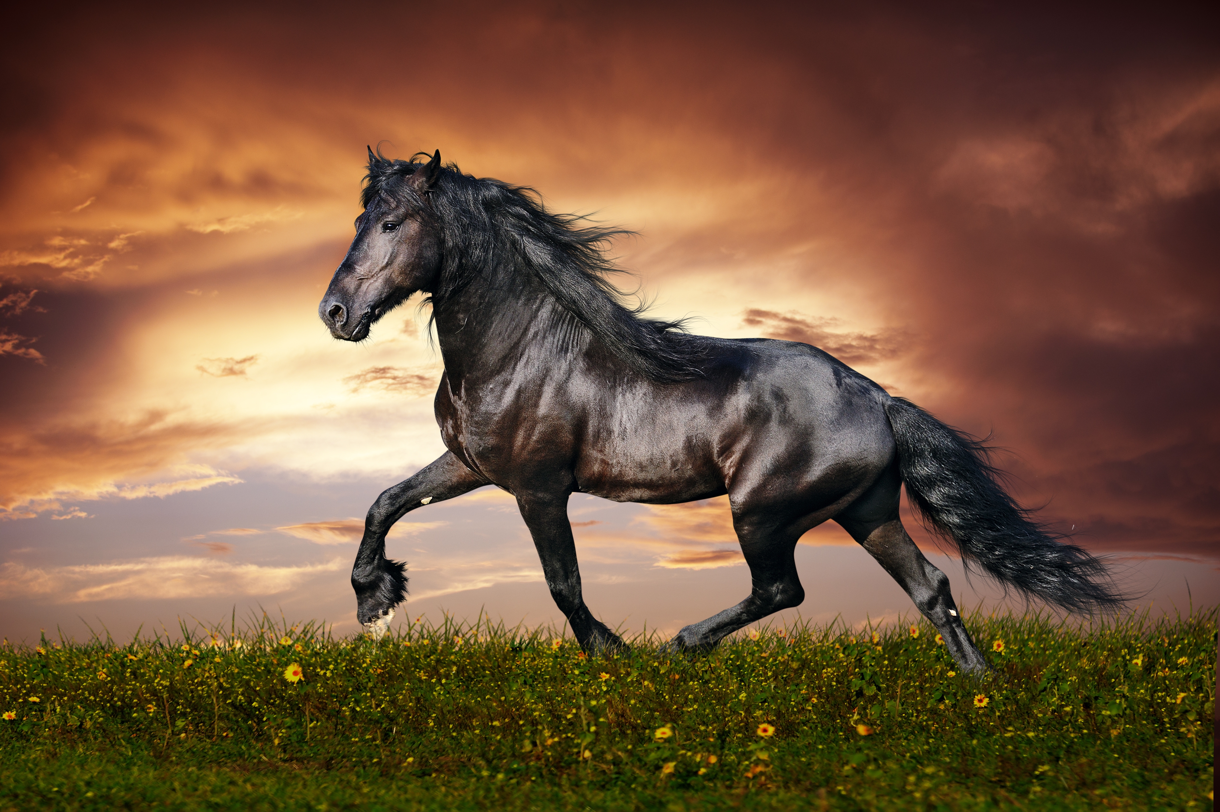 119467 Hintergrundbild herunterladen pferd, ausgeführte, lauf, tiere, blumen, sunset, grass, feld - Bildschirmschoner und Bilder kostenlos