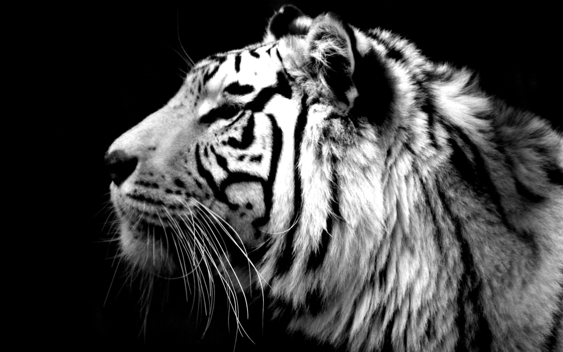 Free download wallpaper Animal, White Tiger on your PC desktop