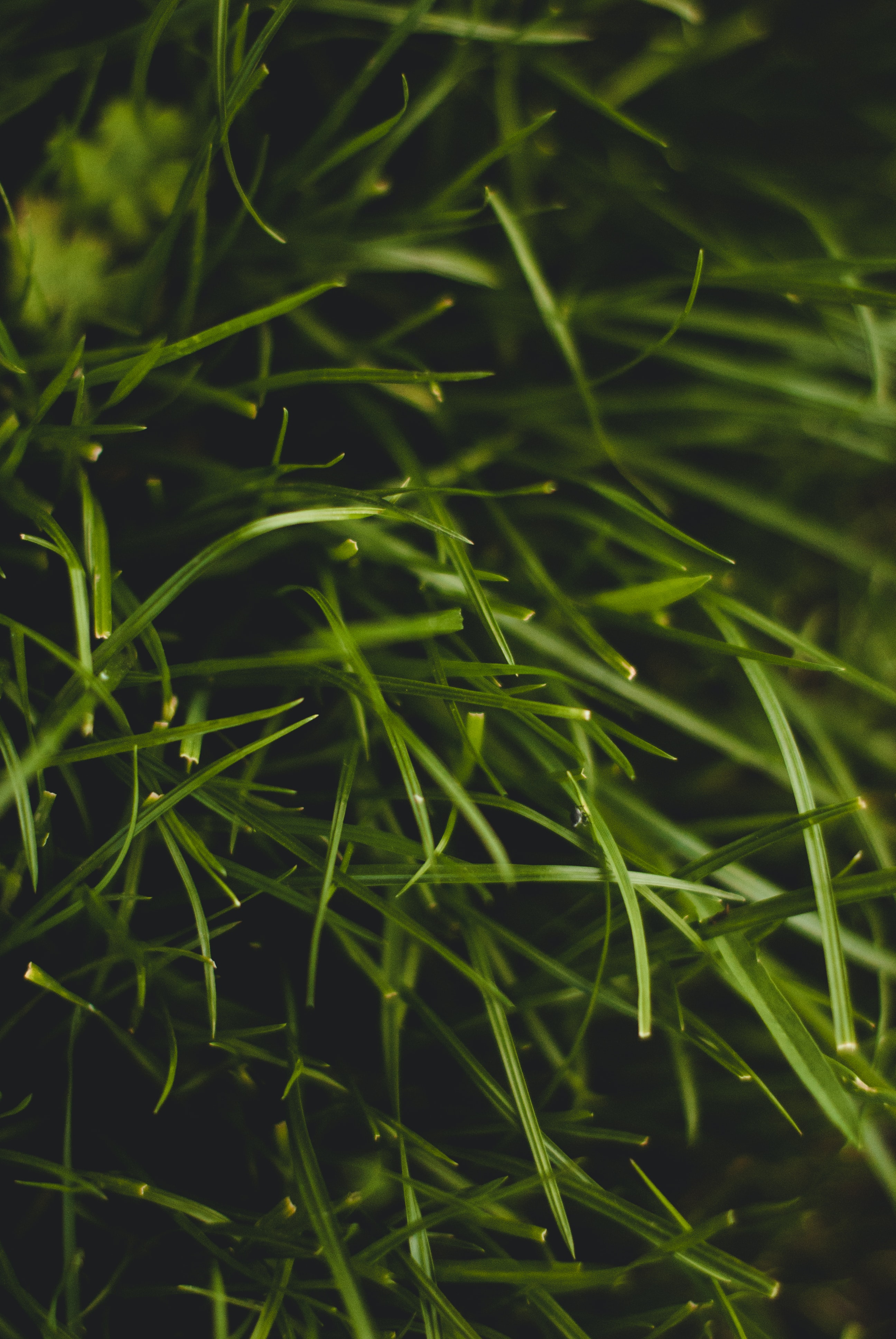 Download mobile wallpaper Grass, Plant, Macro for free.