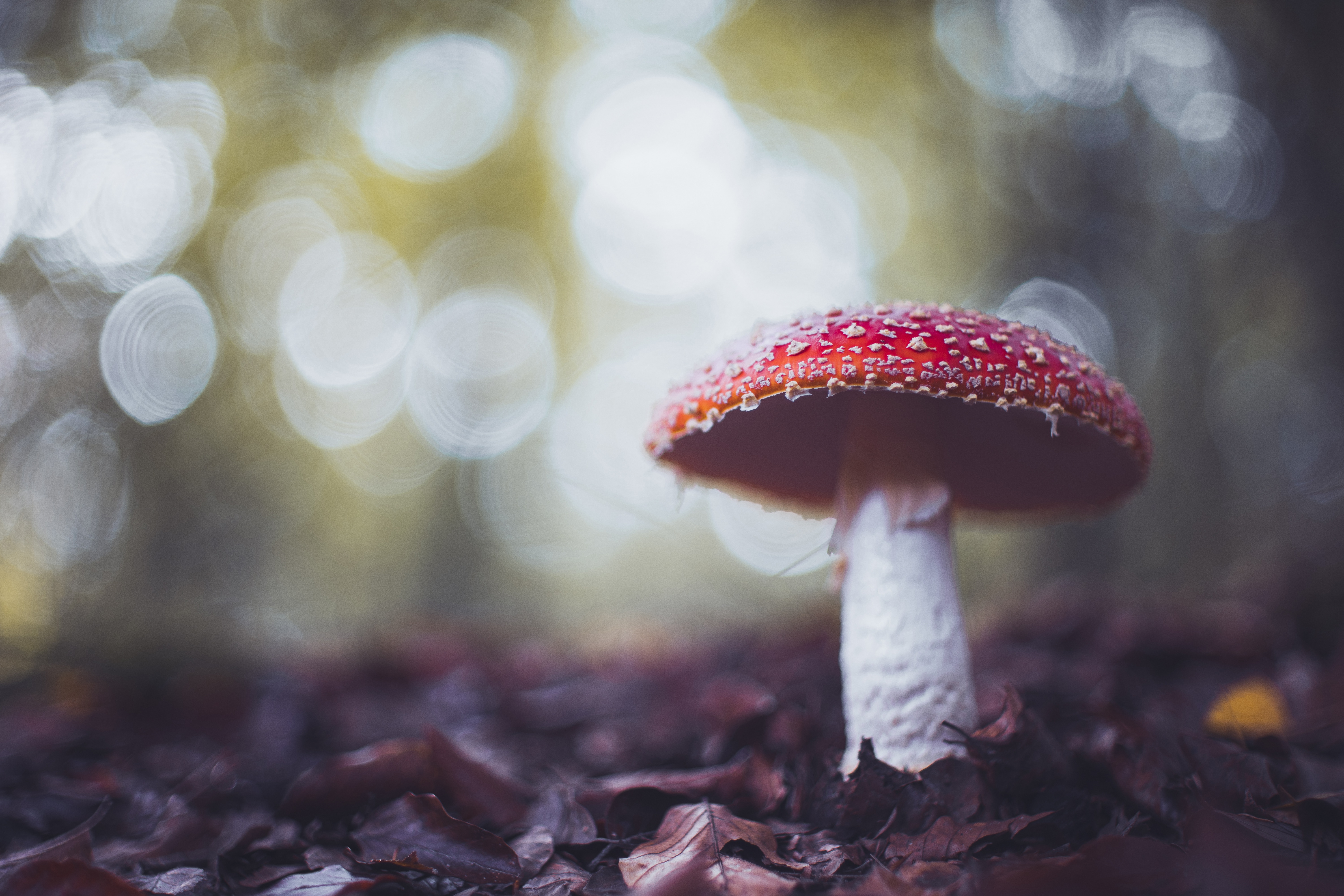 Téléchargez des papiers peints mobile Fermer, Champignon, Bokeh, La Nature, Terre/nature gratuitement.