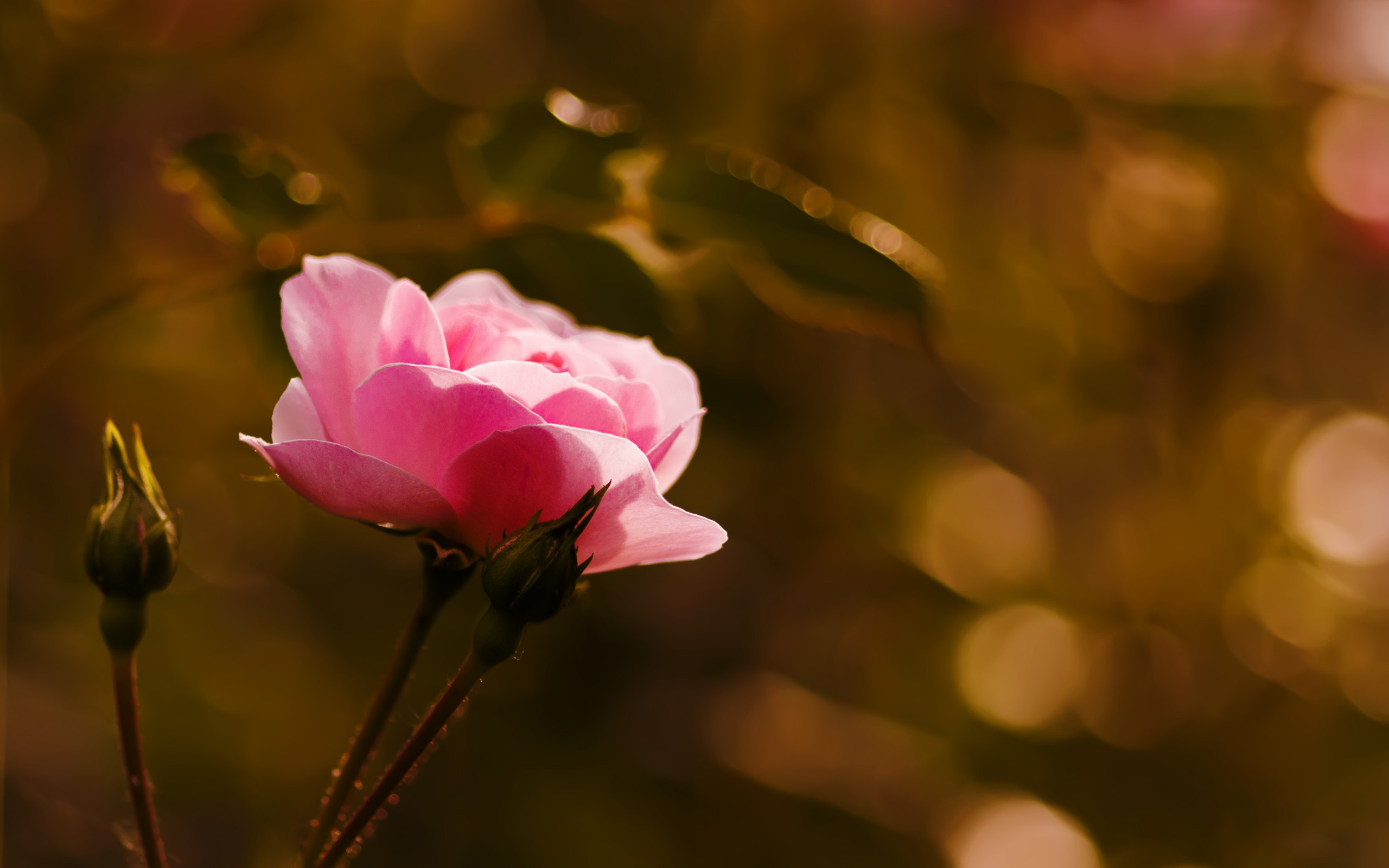 286096壁紙のダウンロード地球, 薔薇, ボケ, つぼみ, 花, ピンクのバラ, フラワーズ-スクリーンセーバーと写真を無料で