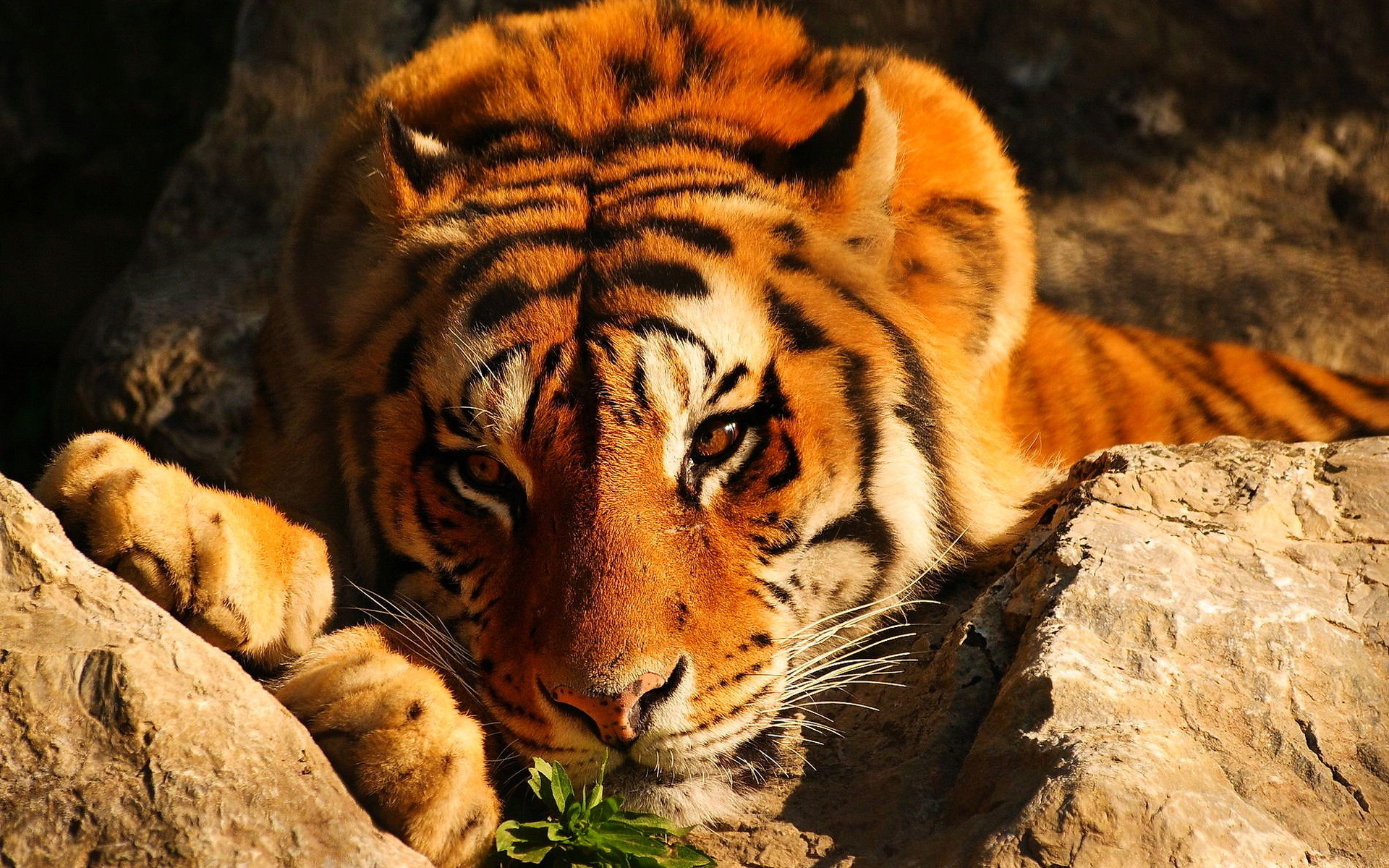 Free download wallpaper Tiger, Animal on your PC desktop