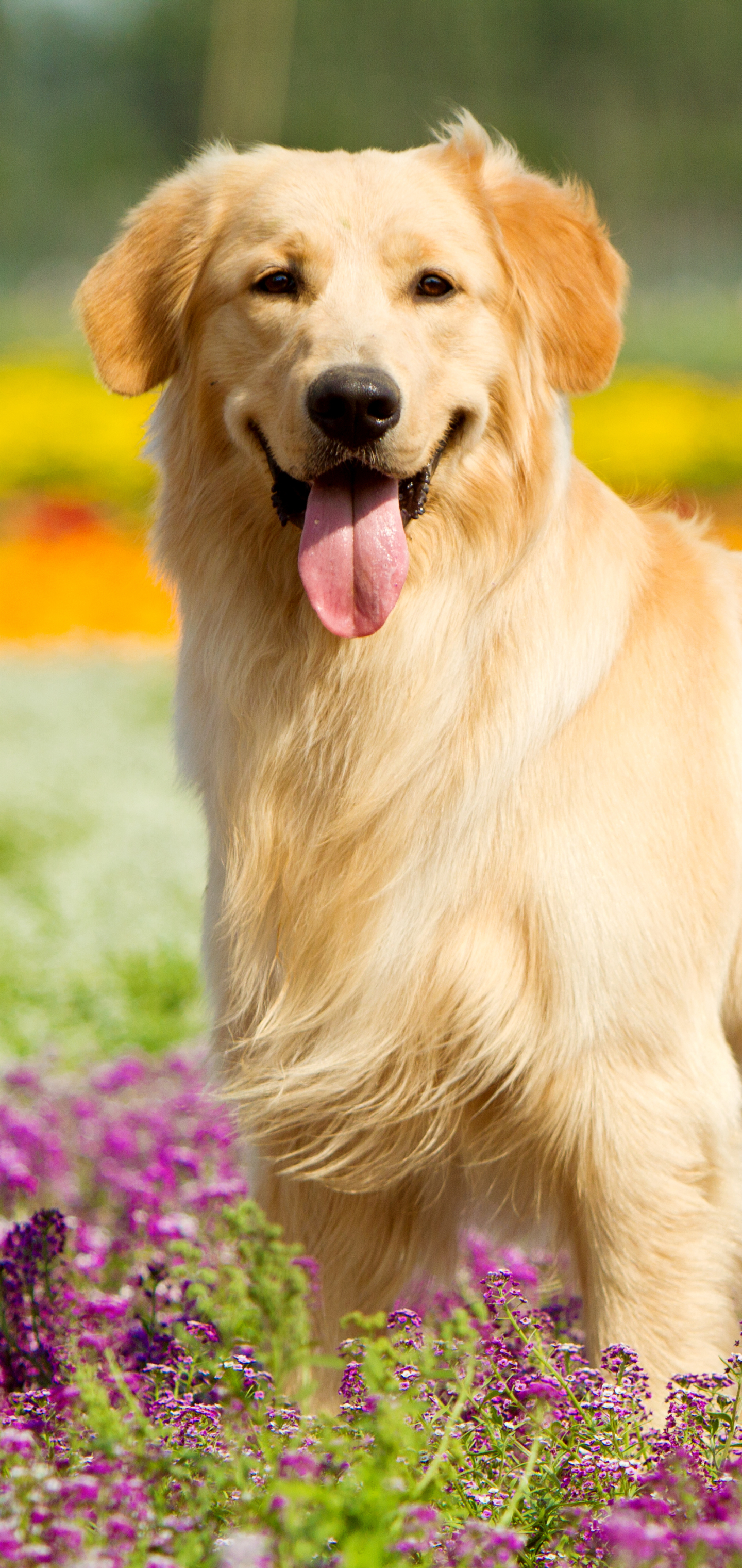 Download mobile wallpaper Dogs, Dog, Animal, Golden Retriever for free.