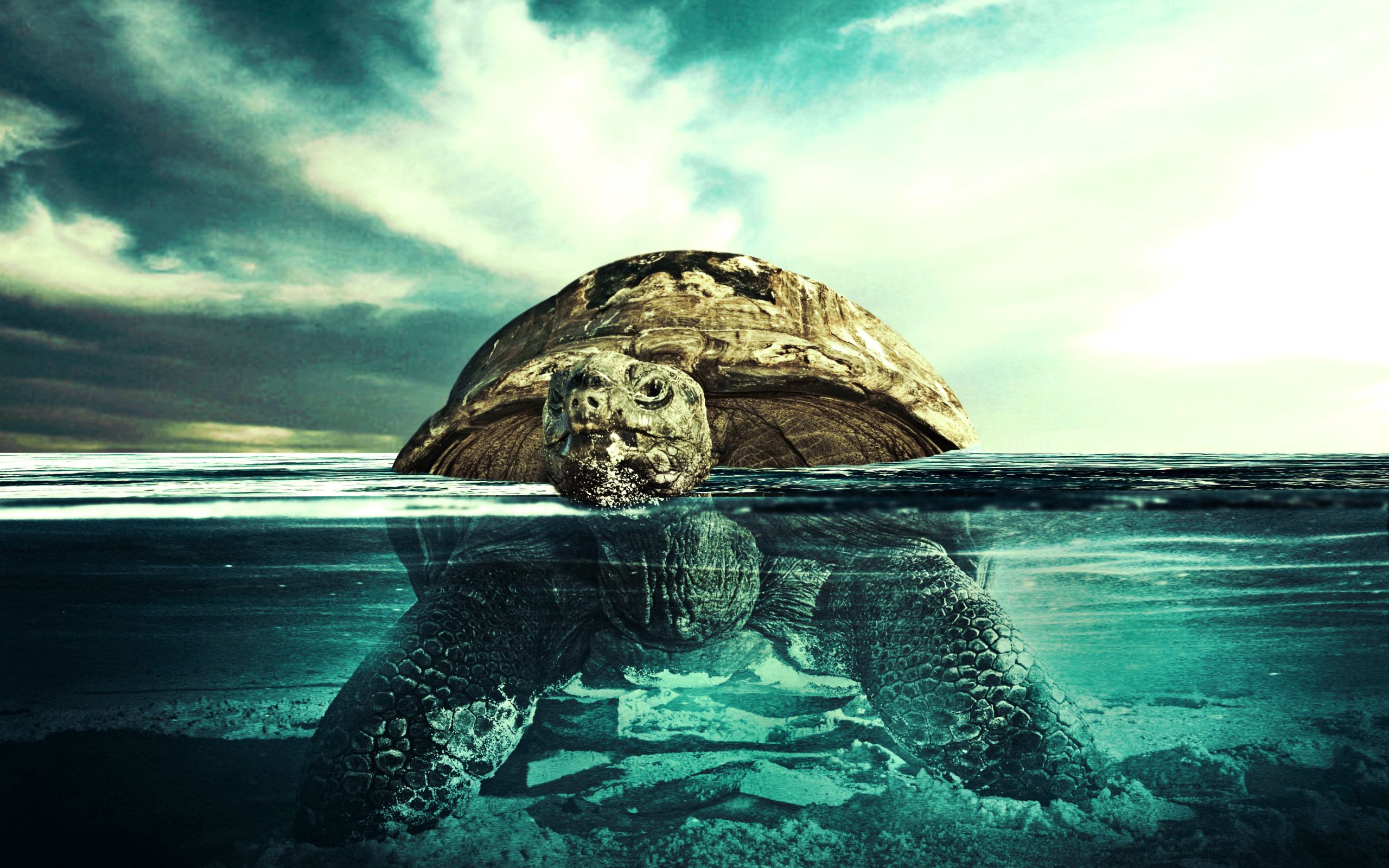 animals, water, to swim, swim, underwater, turtle, submarine