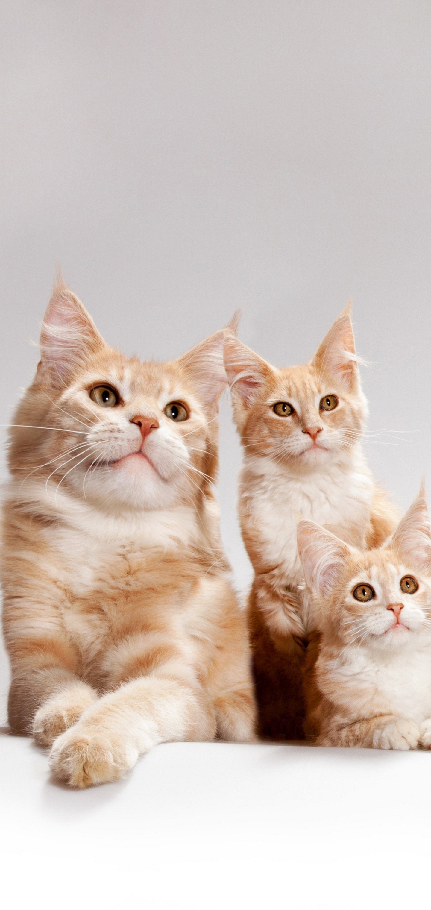 Descarga gratis la imagen Animales, Gatos, Gato, Gatito, Bebe Animal, Coon De Maine en el escritorio de tu PC