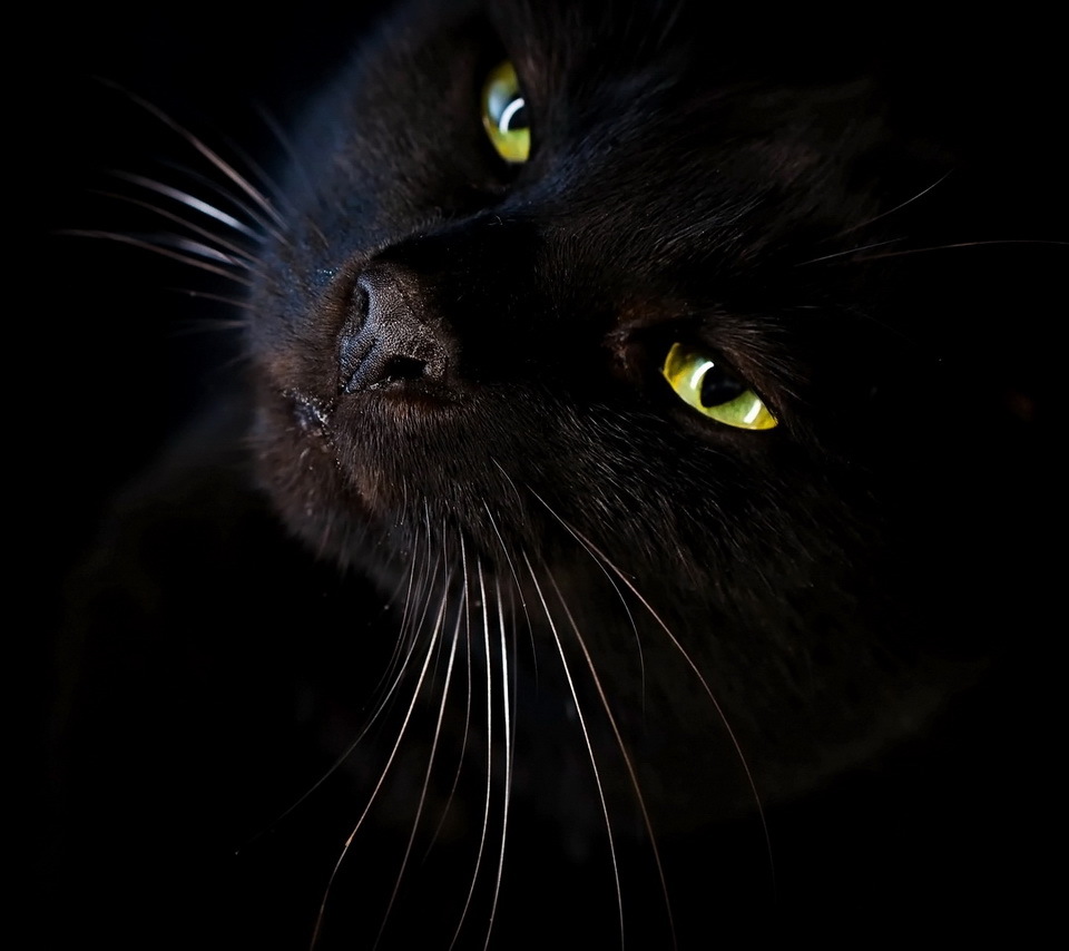 20672 descargar fondo de pantalla animales, gatos, negro: protectores de pantalla e imágenes gratis