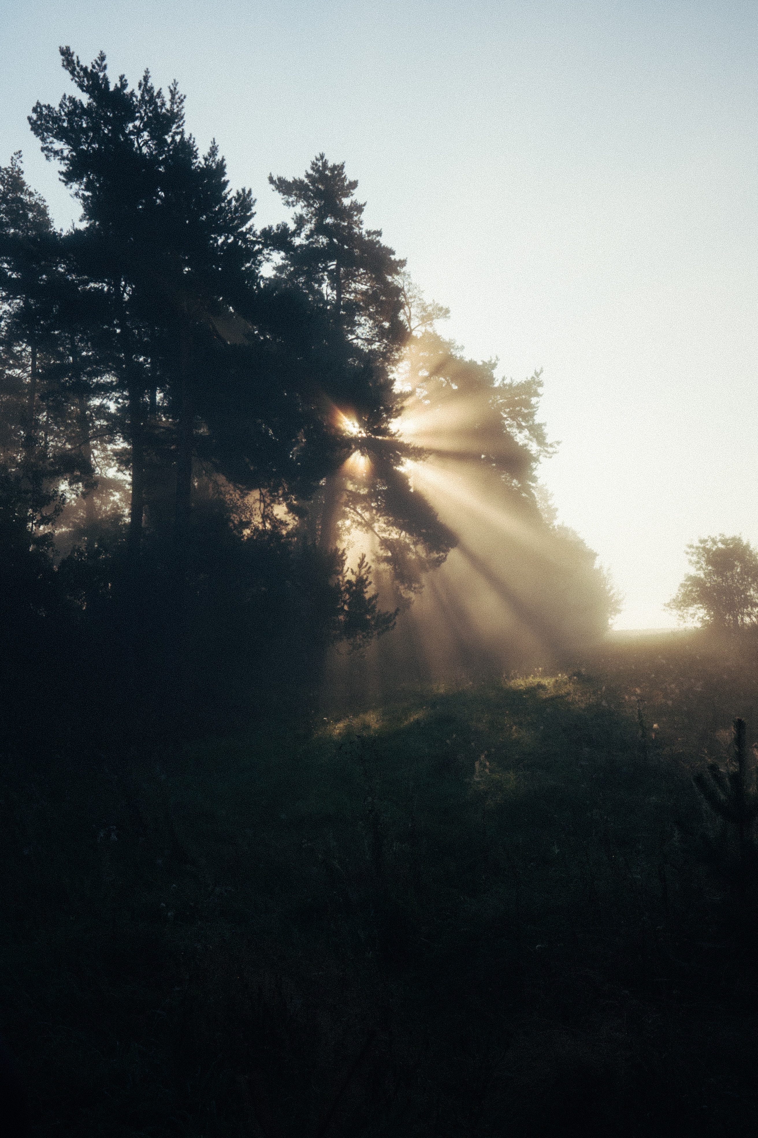 Laden Sie das Natur, Balken, Strahlen, Nebel, Sonnenlicht, Bäume, Morgendämmerung-Bild kostenlos auf Ihren PC-Desktop herunter