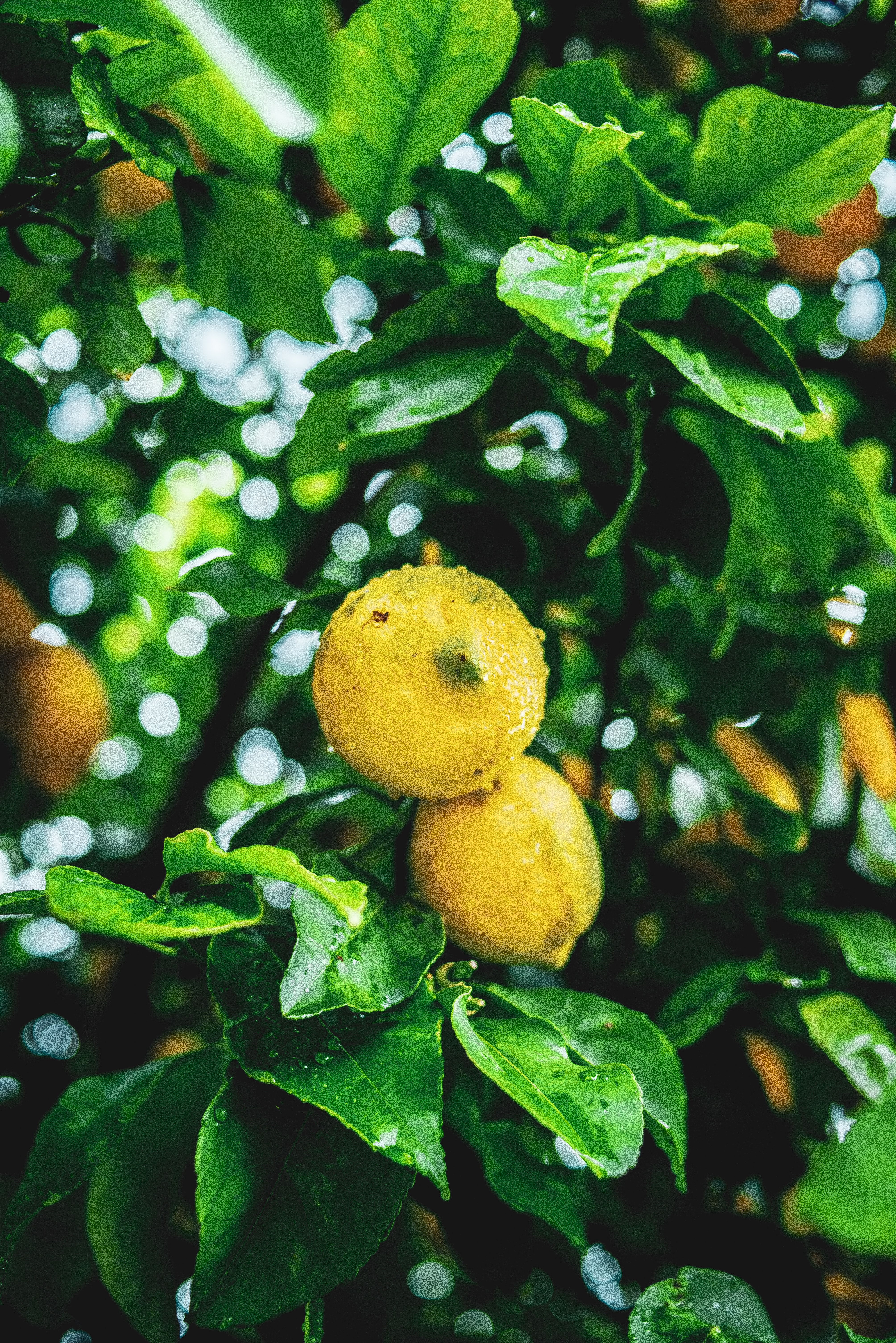 lemons, nature, fruits, leaves, wet, branches
