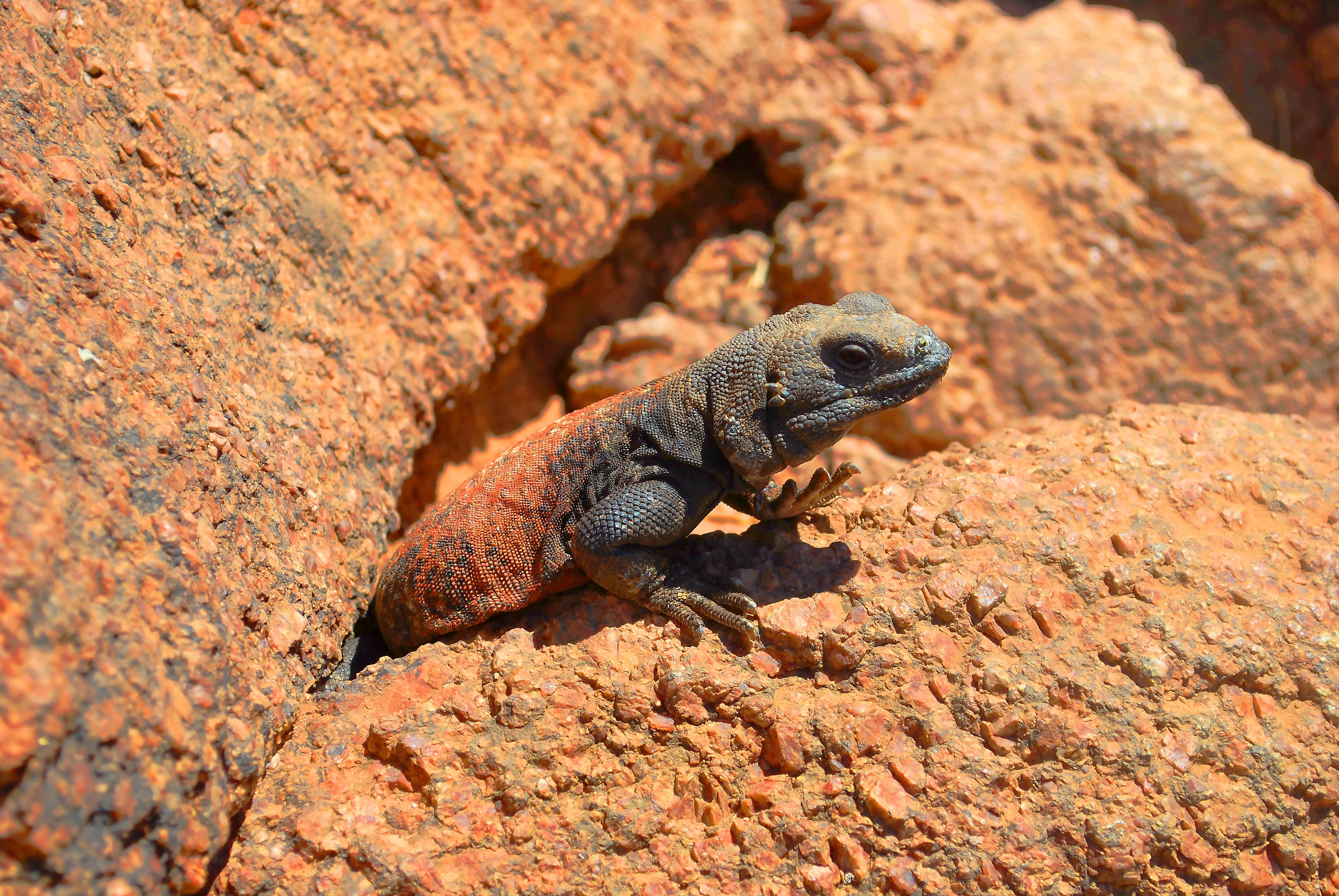 Handy-Wallpaper Tiere, Eidechse, Reptil, Reptilien kostenlos herunterladen.