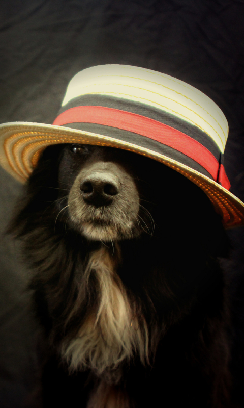 Handy-Wallpaper Tiere, Hunde, Hund, Hut, Border Collie kostenlos herunterladen.