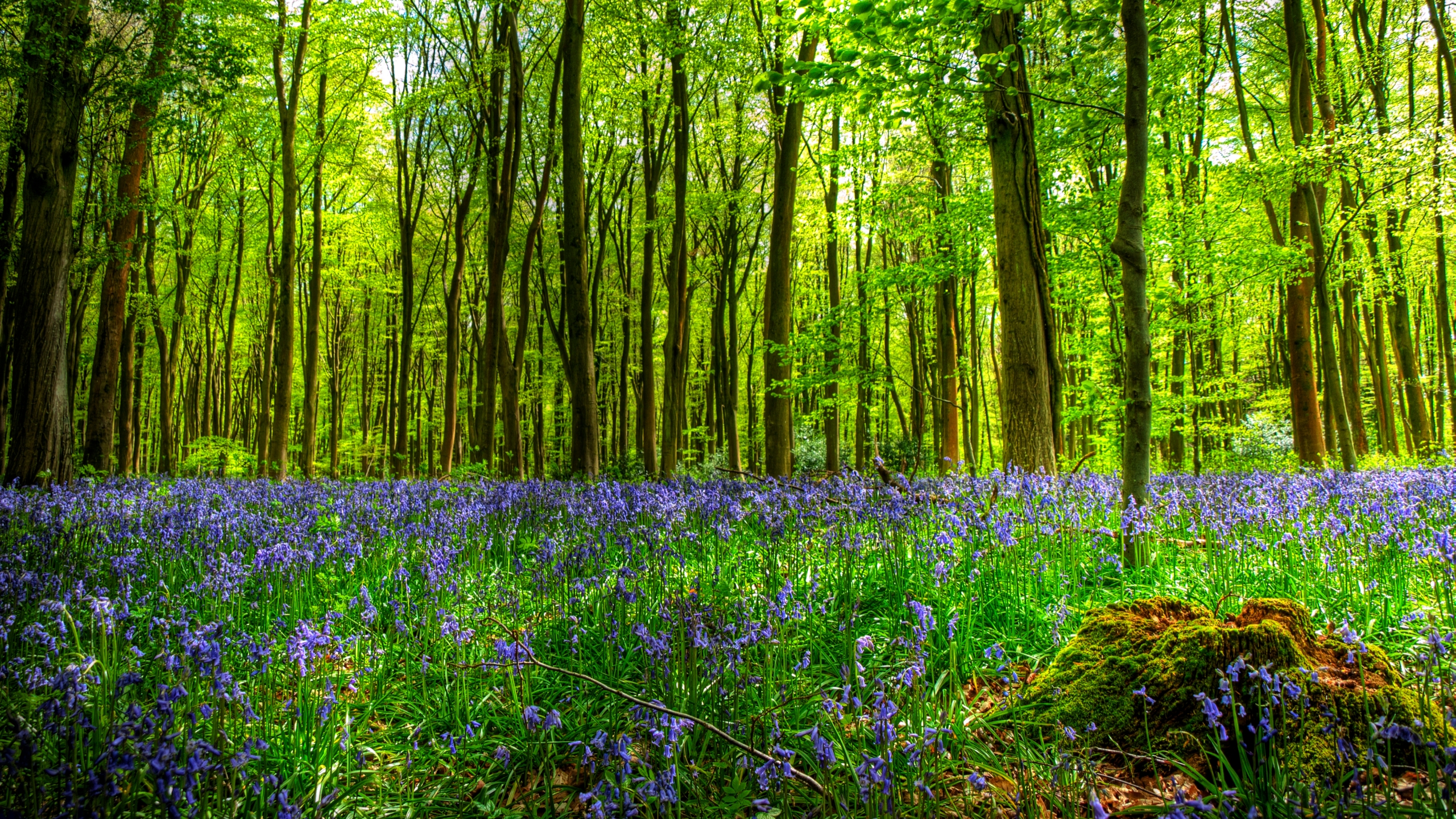 Téléchargez gratuitement l'image Forêt, Terre/nature sur le bureau de votre PC