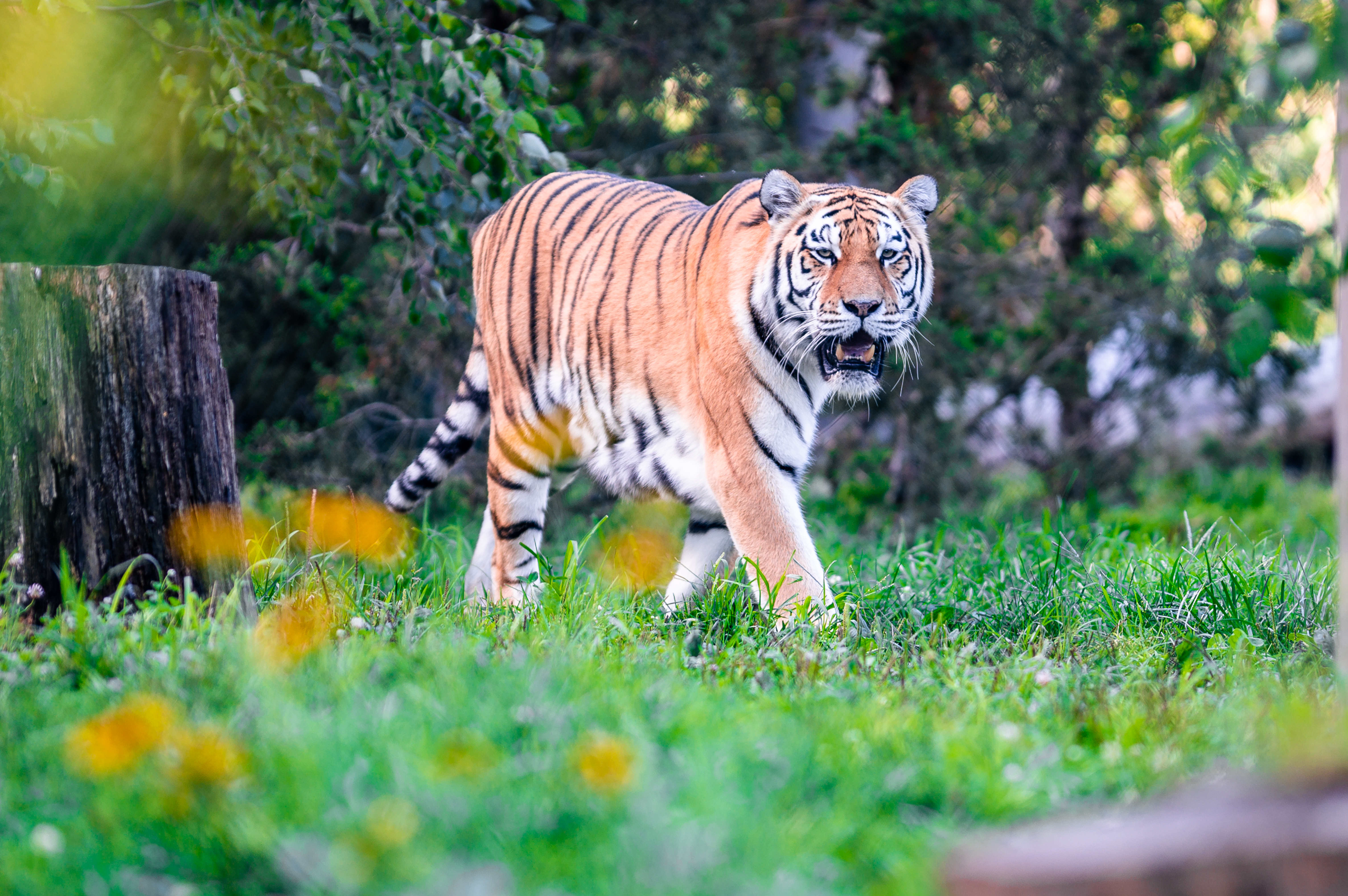 animals, grass, predator, sight, opinion, to fall, mouth, tiger big cat