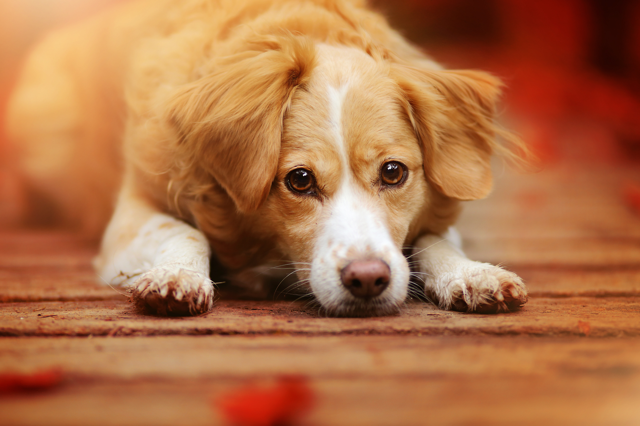 Baixar papel de parede para celular de Animais, Cães, Cão, Focinho gratuito.